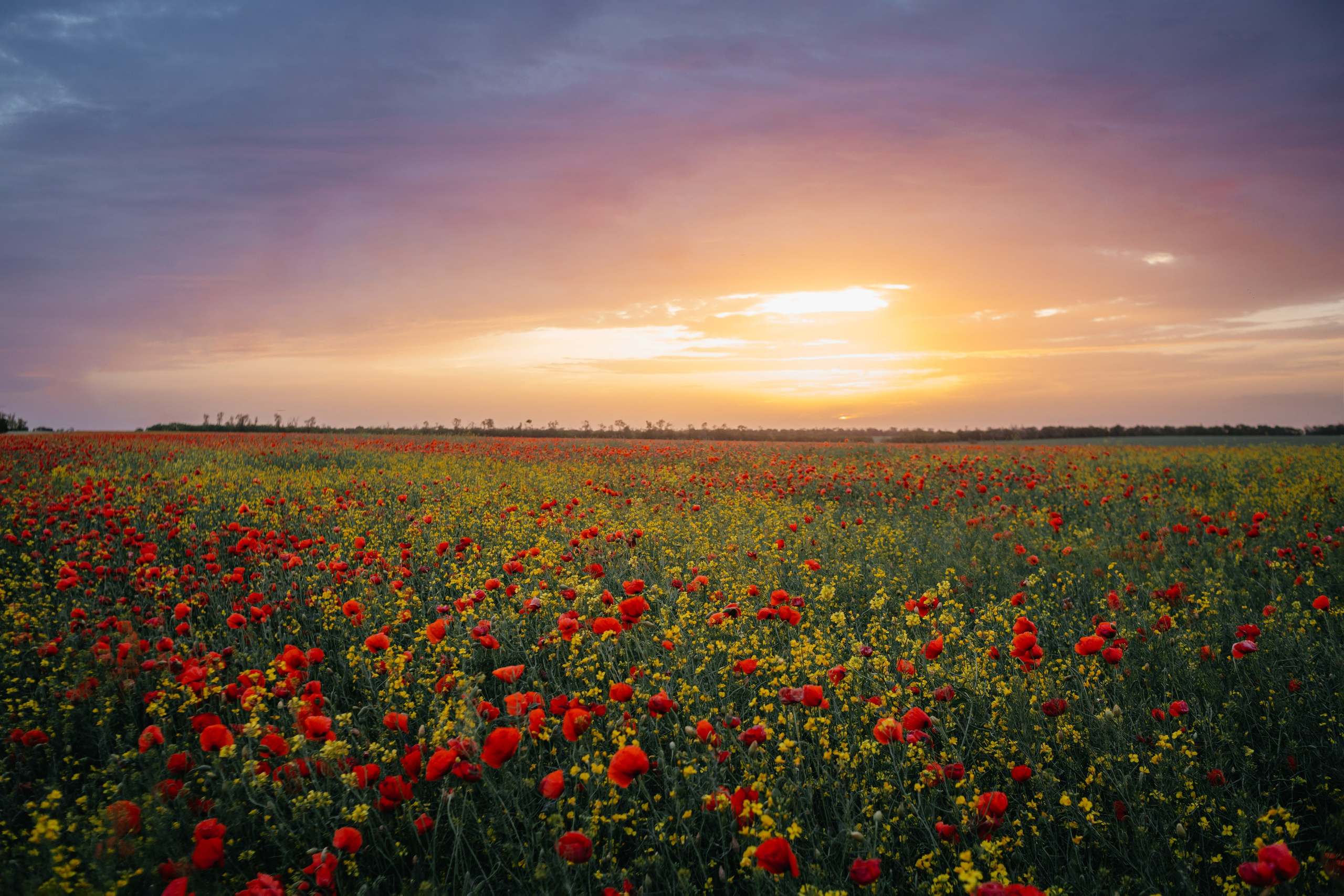 Фотосессия в маковом поле Новопокровская. Свадебный и семейный фотограф в Краснодарском крае Мария Данилкина