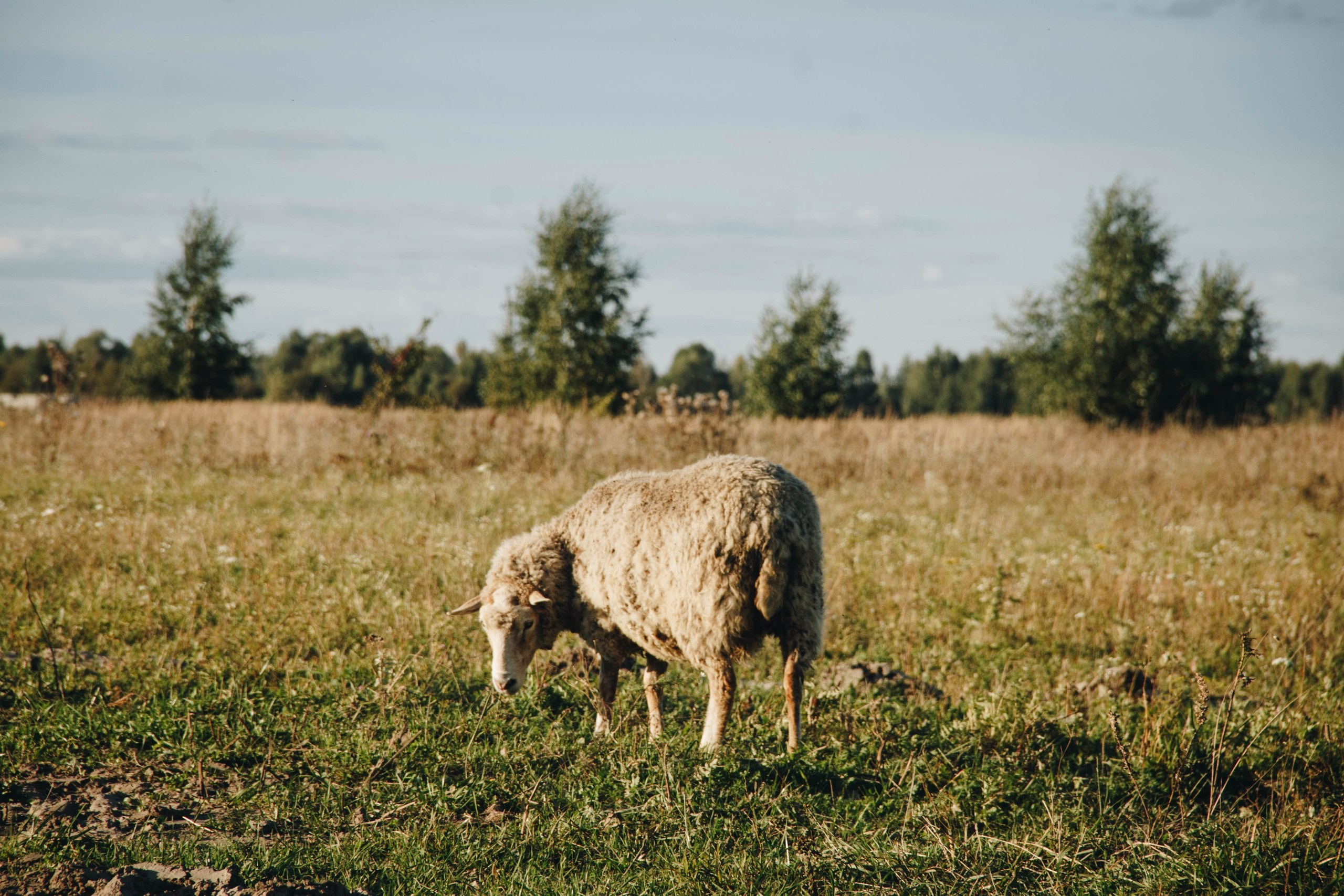 Vyksa. ФОТОГРАФ ANASTASIA KOSHELEVA