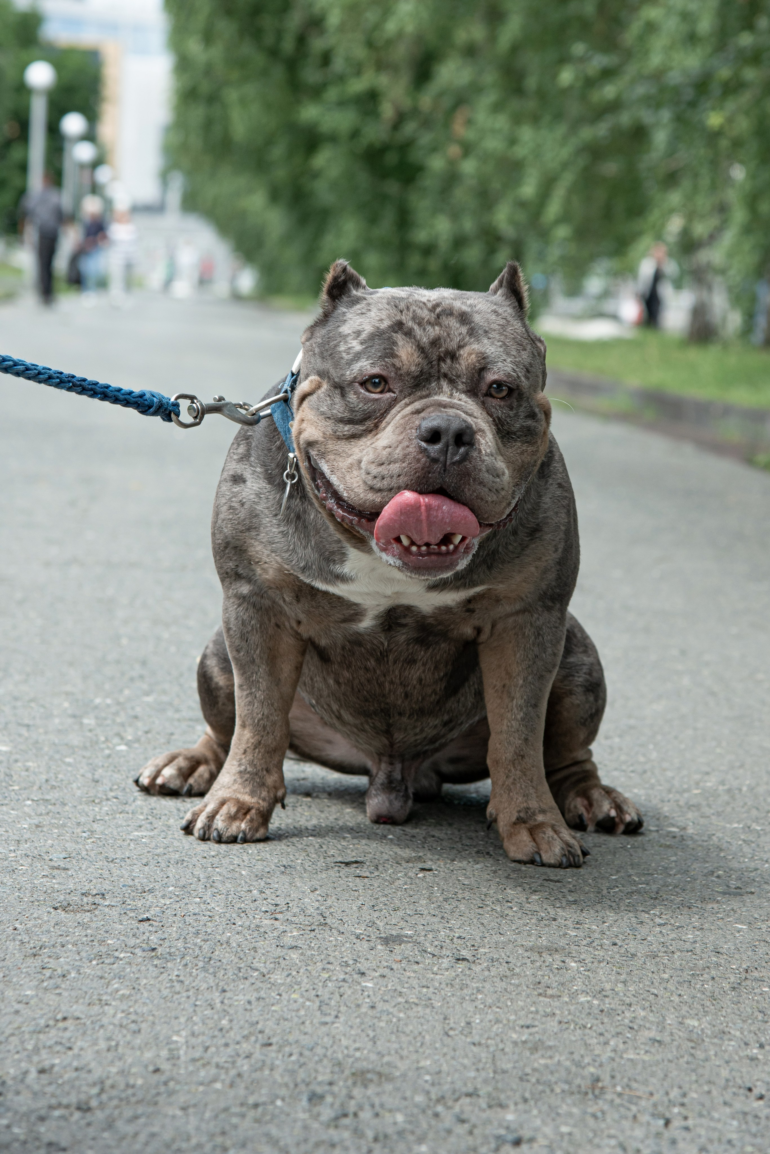 Dog. Фотография — это миг, который фиксирует вечность