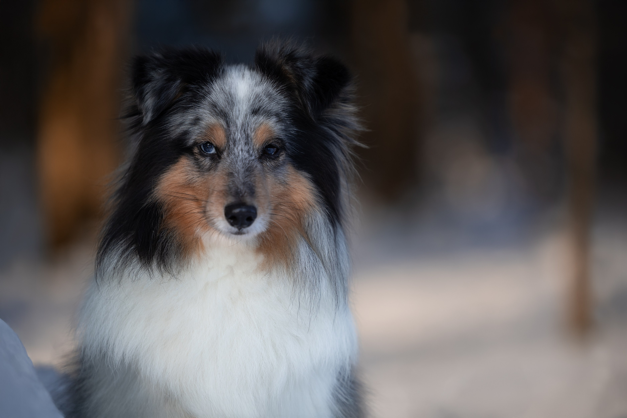 Елена и шелти. Мои работы