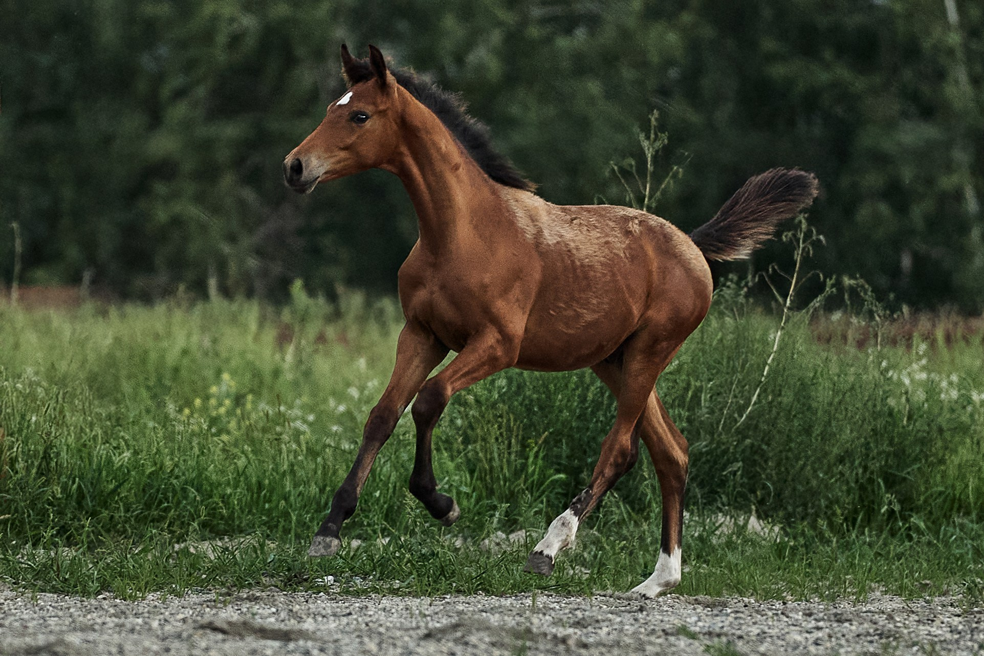 Диполь Хит С (Дарлинг Хит WD — Персия). Главная