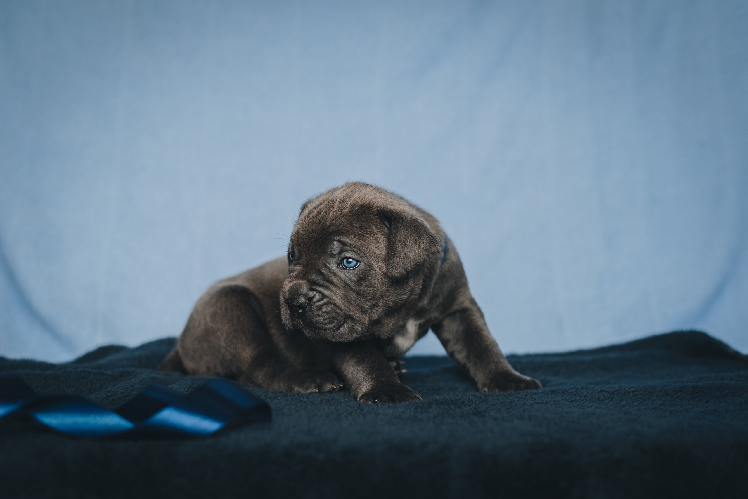 Cane Corso. Natalia Finch Photography — Family, Kids & Pet Photographer in Chicago, IL