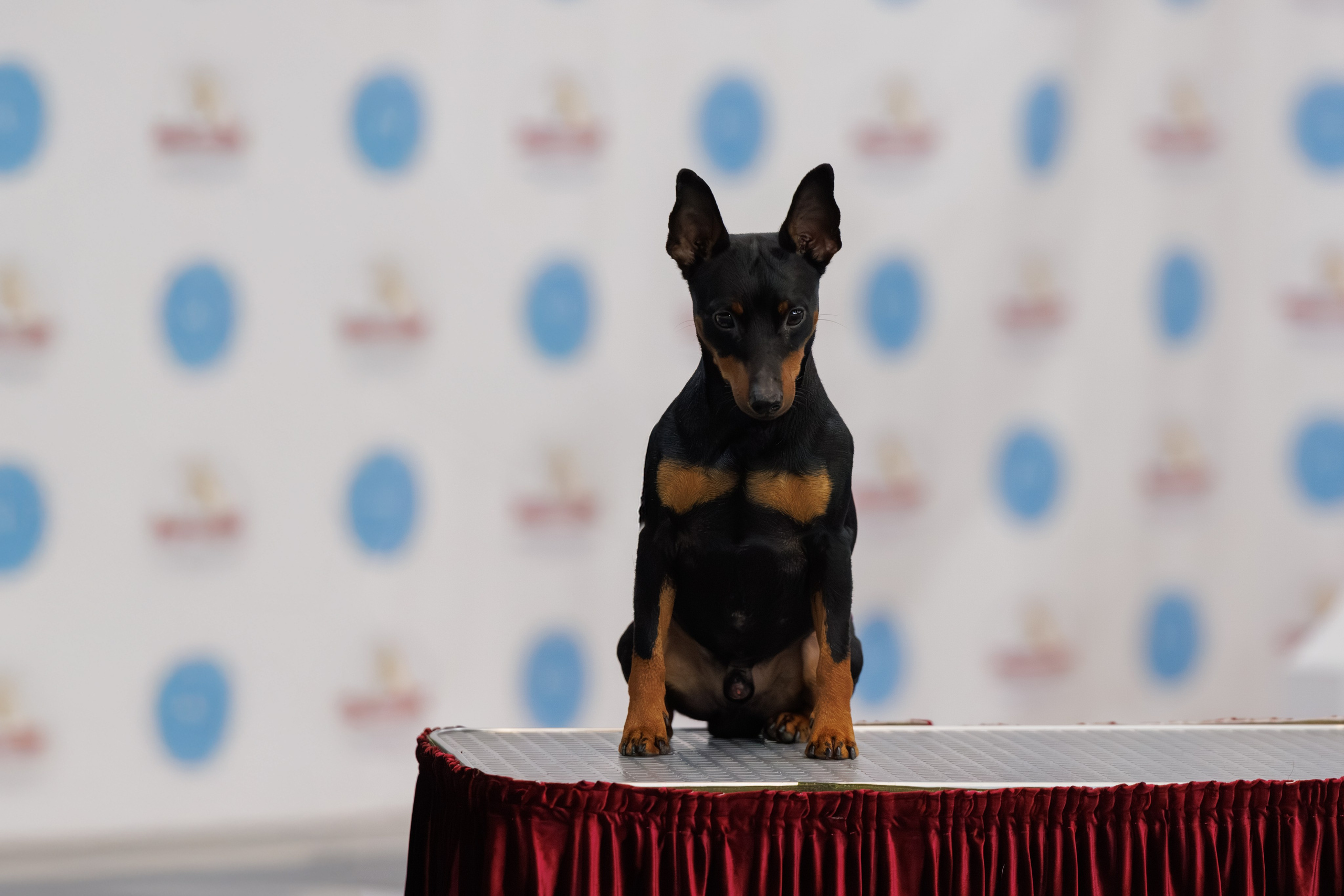 Ереван 2х CACIB 29-30.04.2025. Фотограф-анималист Юлия Германика