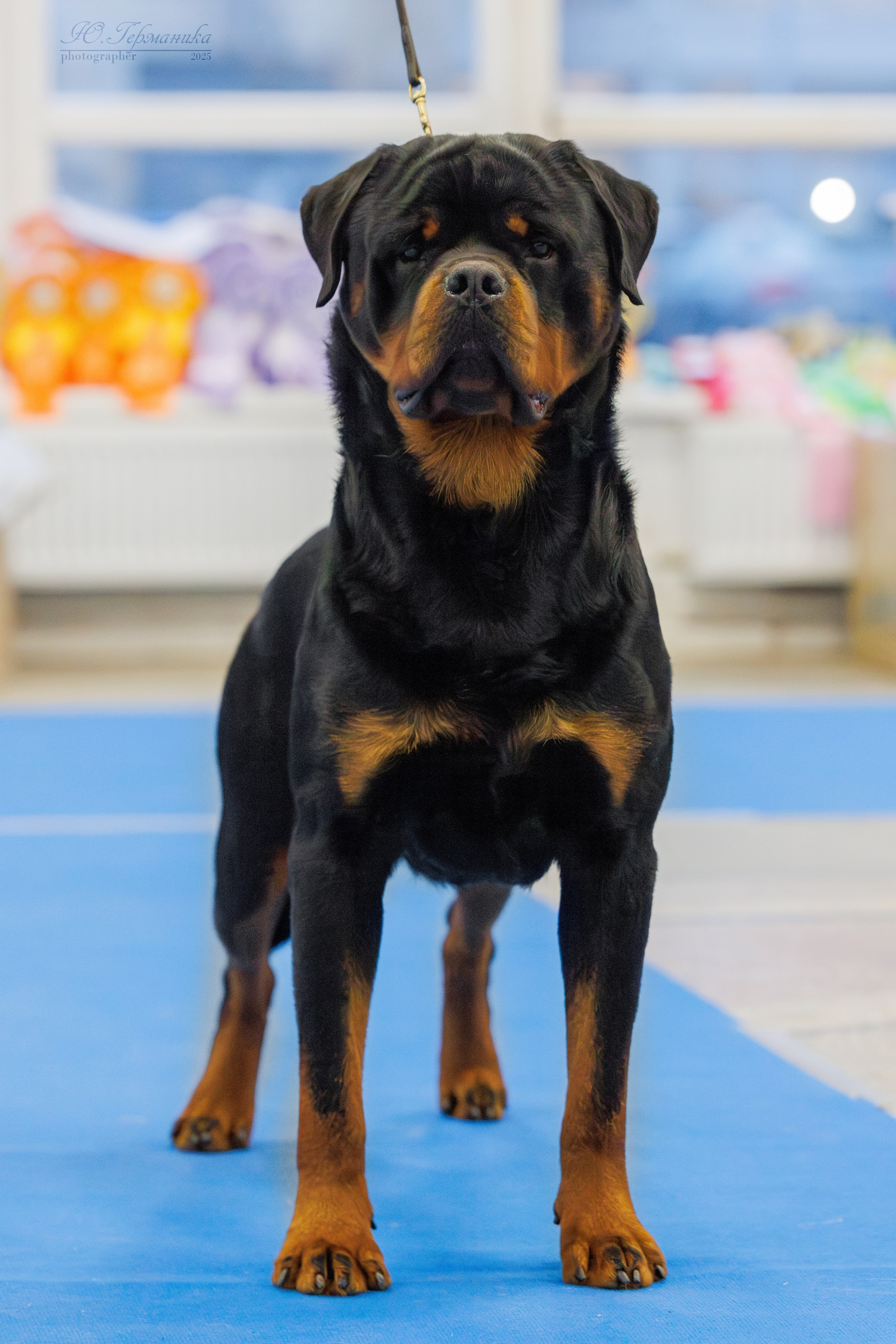 Питер ротвейлеры 18.01,Крокус 19.01.2025. Фотограф-анималист Юлия Германика