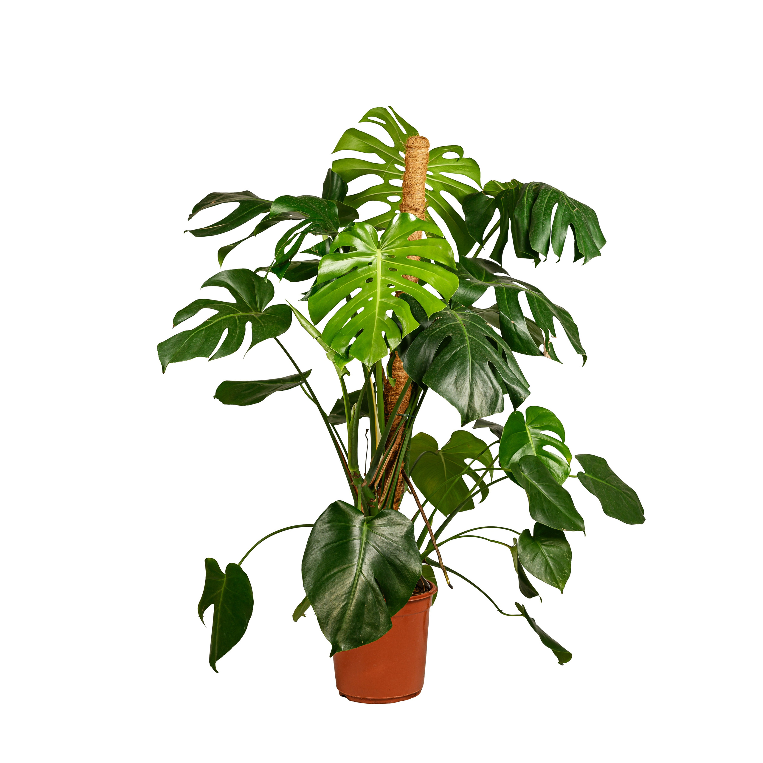 Аквариум. Предметный фотограф в Краснодаре Вера Капитанова. Предметная съёмка