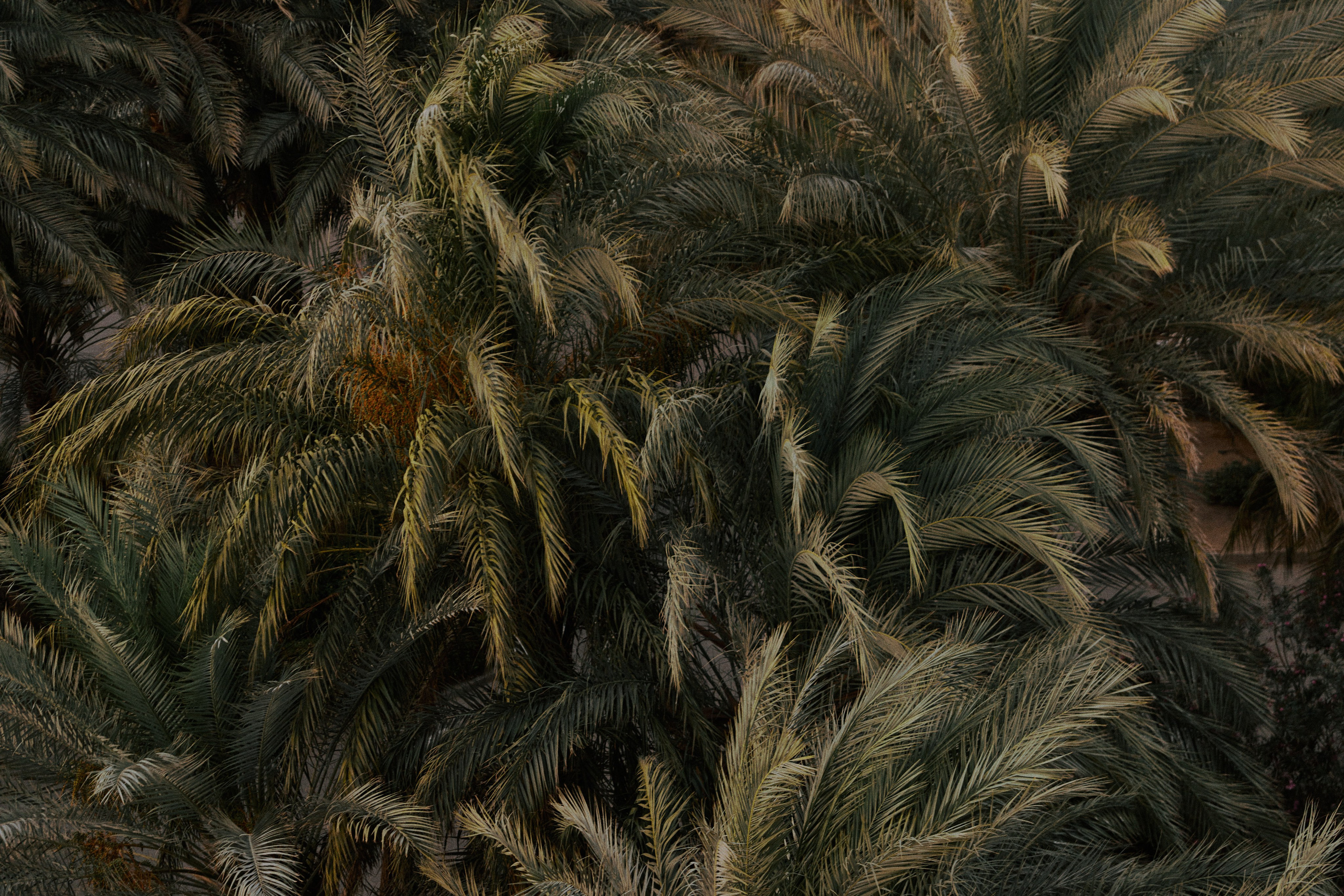 Улица горизонтальная. Jorgis — фотограф в Хургаде / обучение фотографии