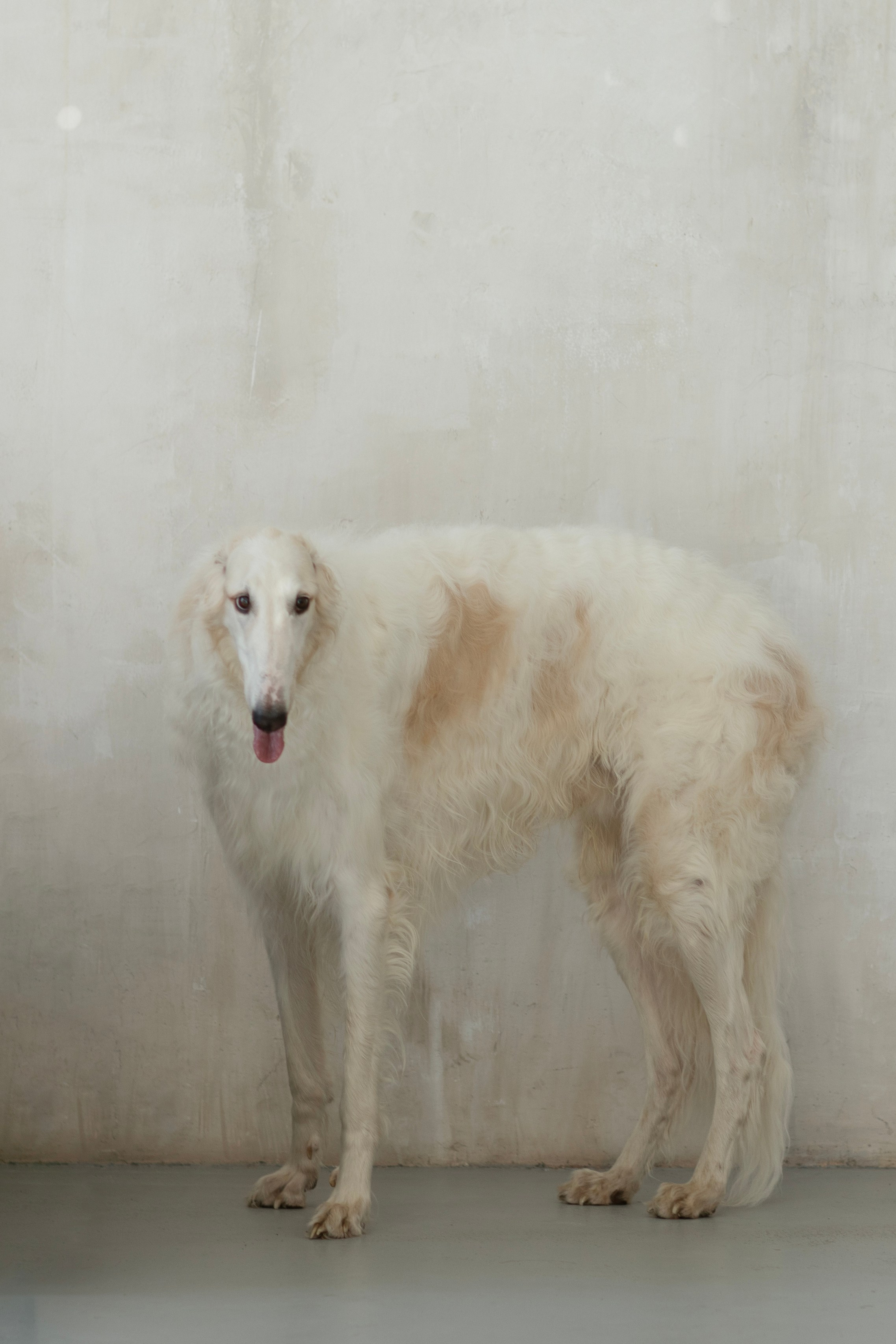 Фотосессия Софа и огромная борзая. Фотограф новорожденных, детский фотограф  Москва.Семейная съемка Москва. Семенова Анна