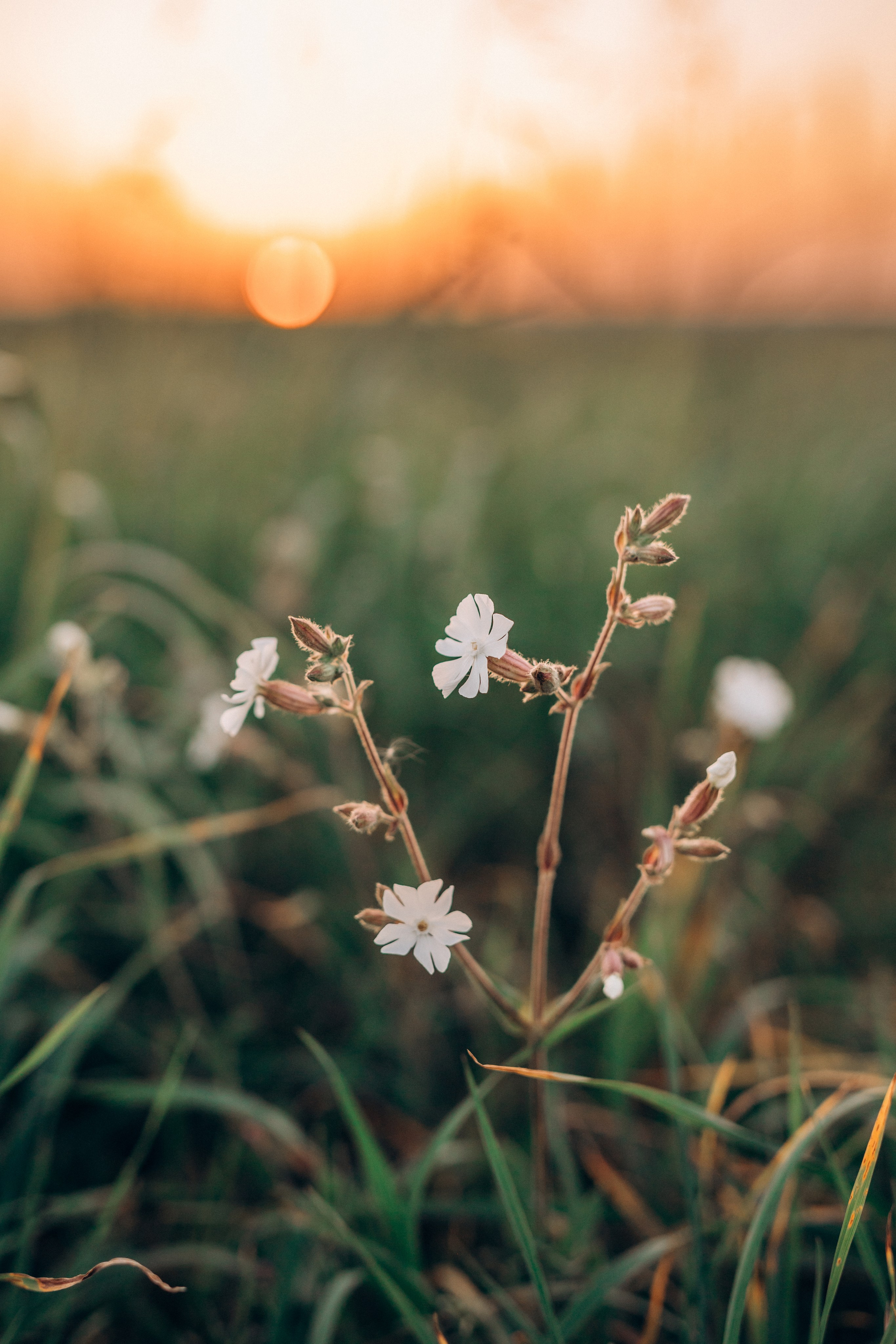 Лети, мой змей!. Семейный и детский фотограф |Брянск| Анастасия Перепелкина