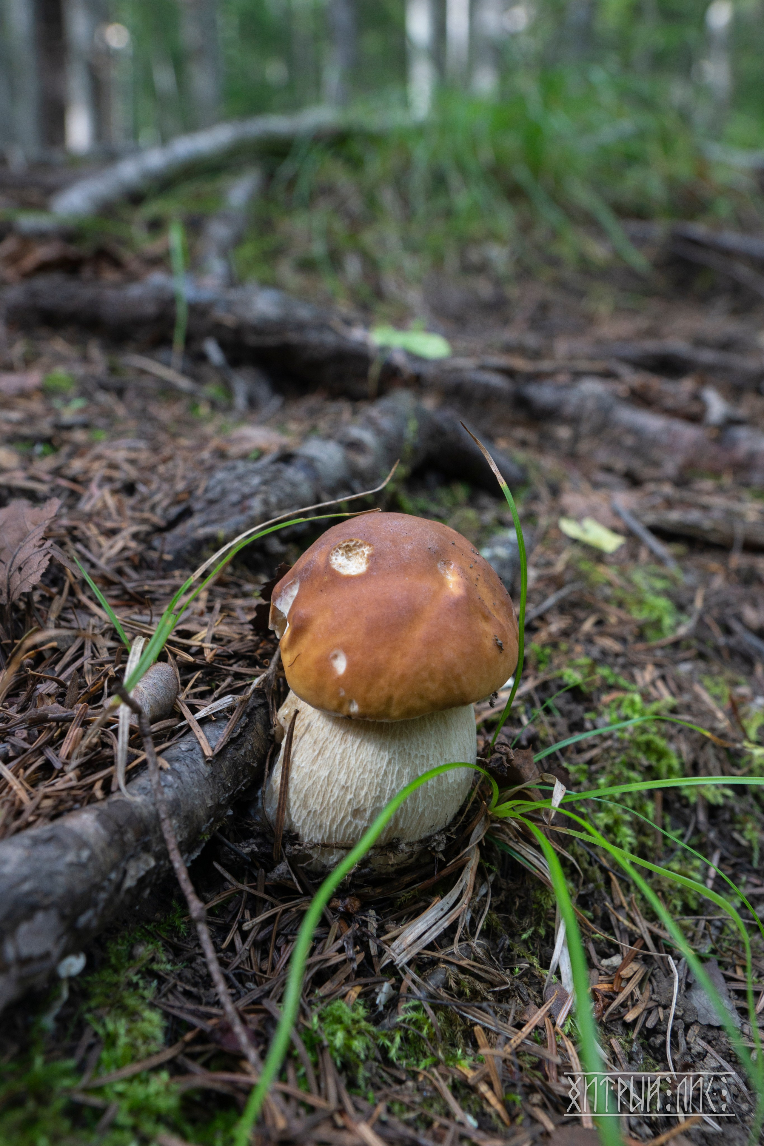 Сахалин. Фотограф-путешественник Самойлов Максим «Sly Fox»