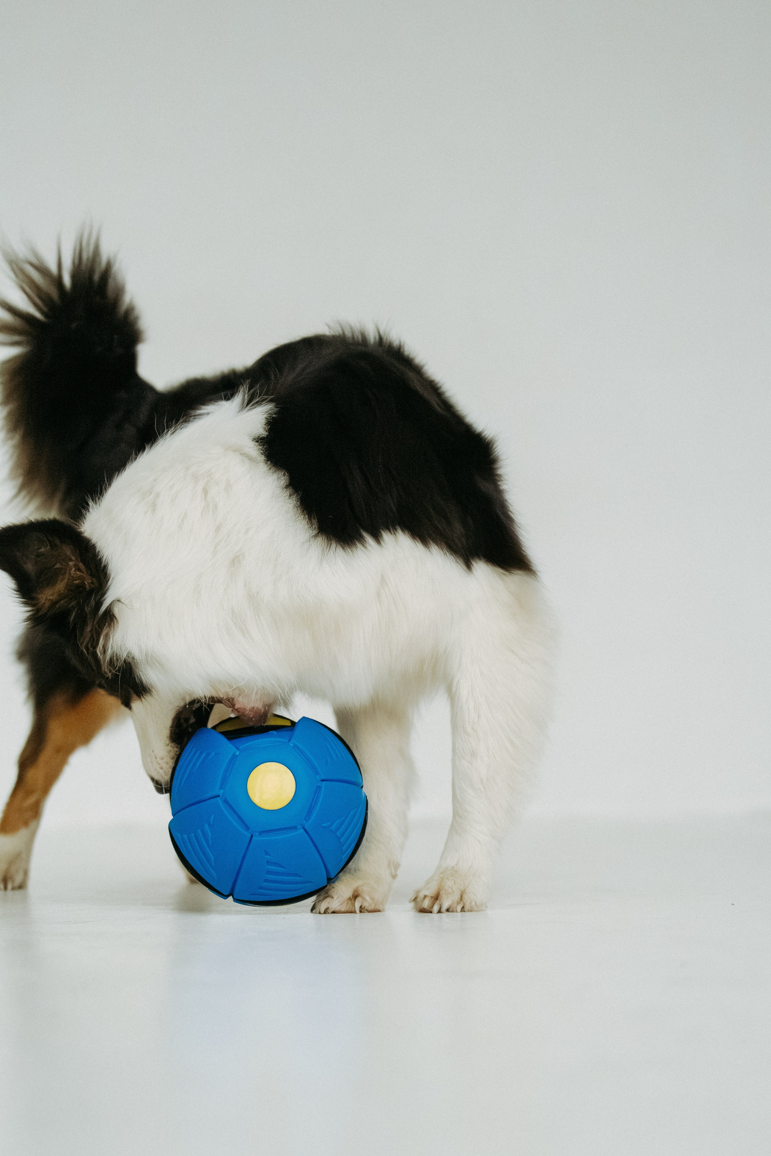 Мячи-попрыгуны. Фотораф — анималист Мария Шистка
