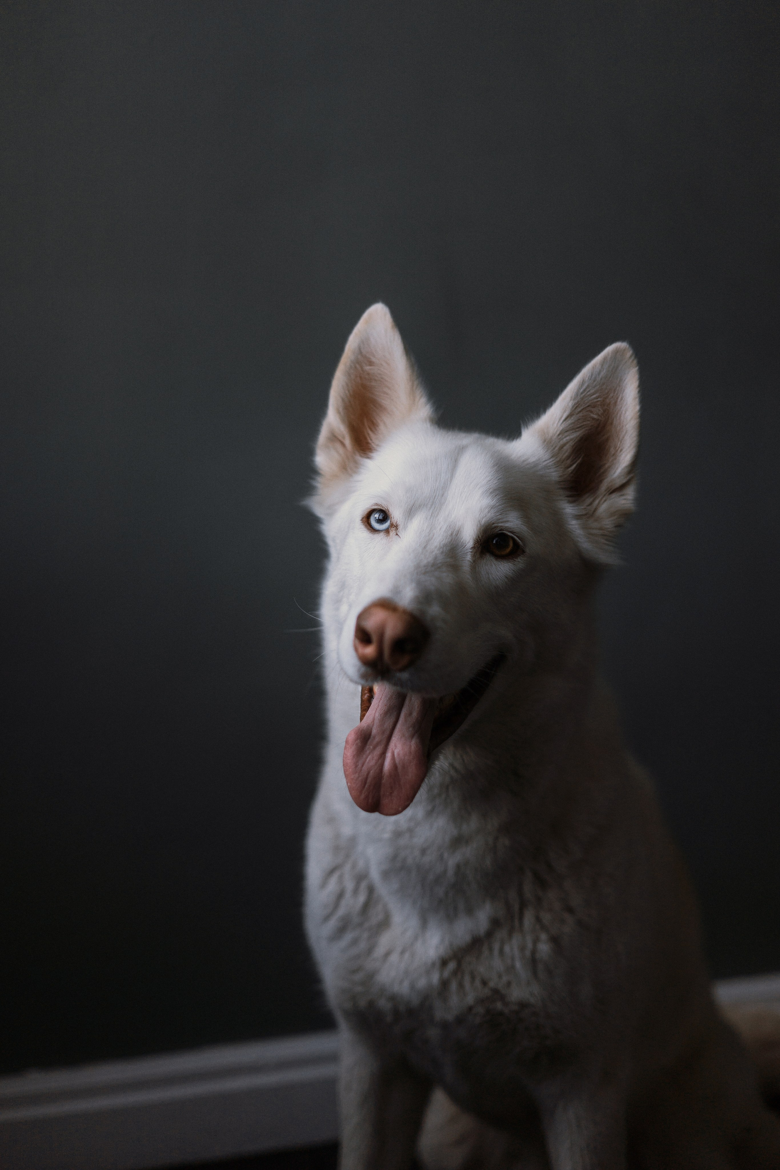 Аня, Дэймон и Грэй. Фотограф-анималист Богданова Полина