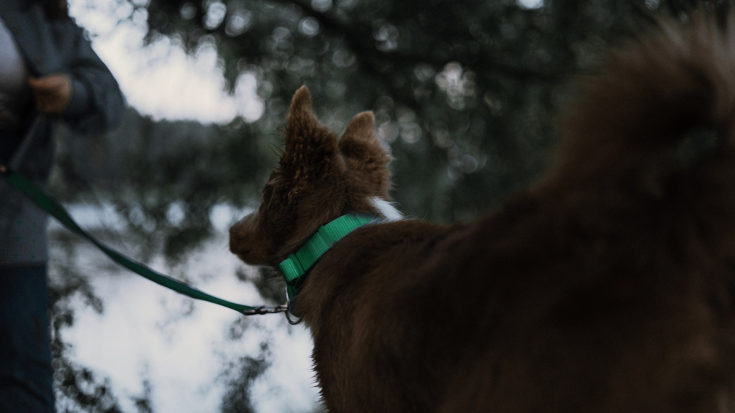 Полина и Паддингтон. Фотограф-анималист Богданова Полина