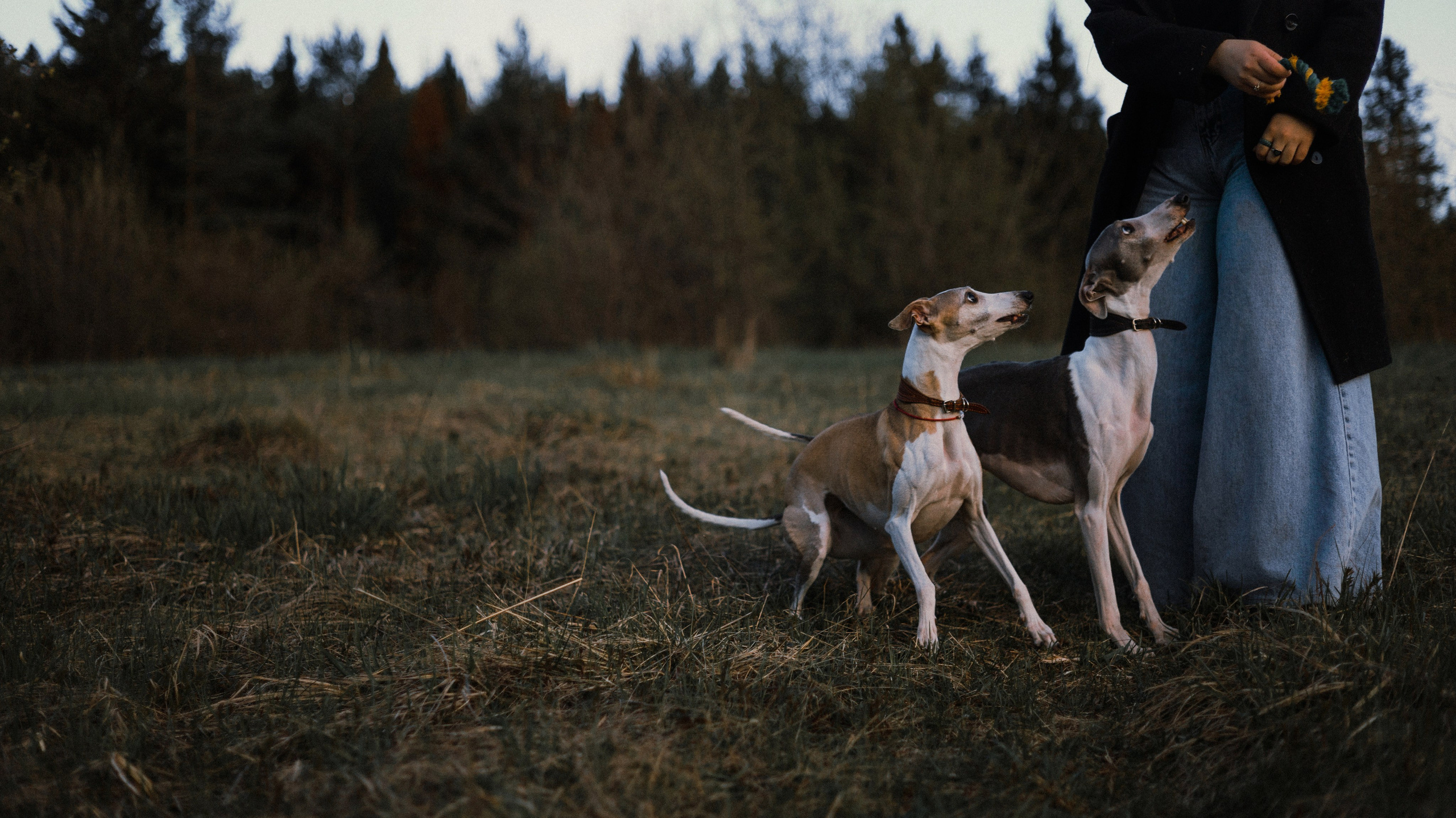 Вика, Джем и Белла. Фотограф-анималист Богданова Полина