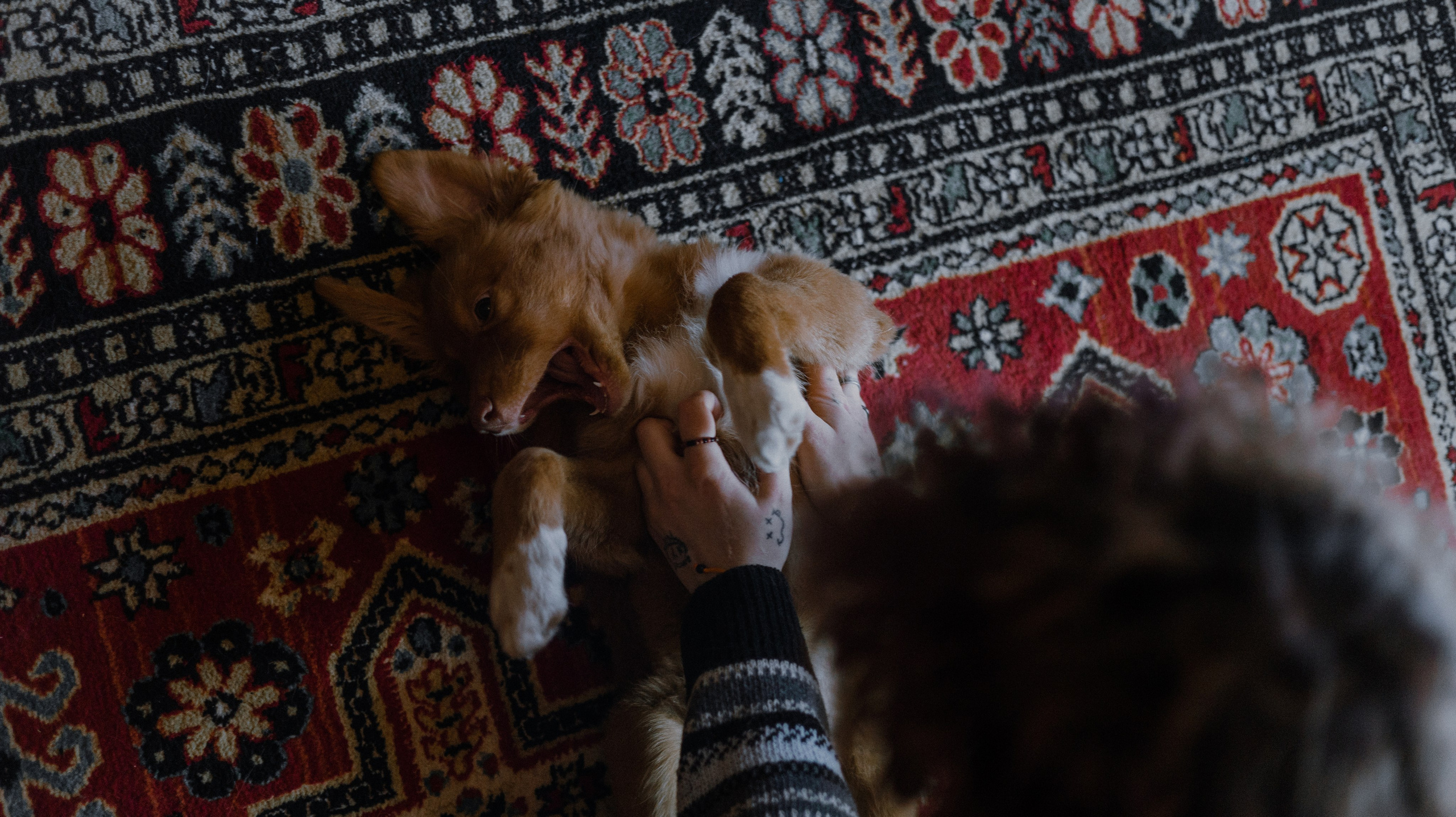 Лера, Реджи и Ральф. Фотограф-анималист Богданова Полина