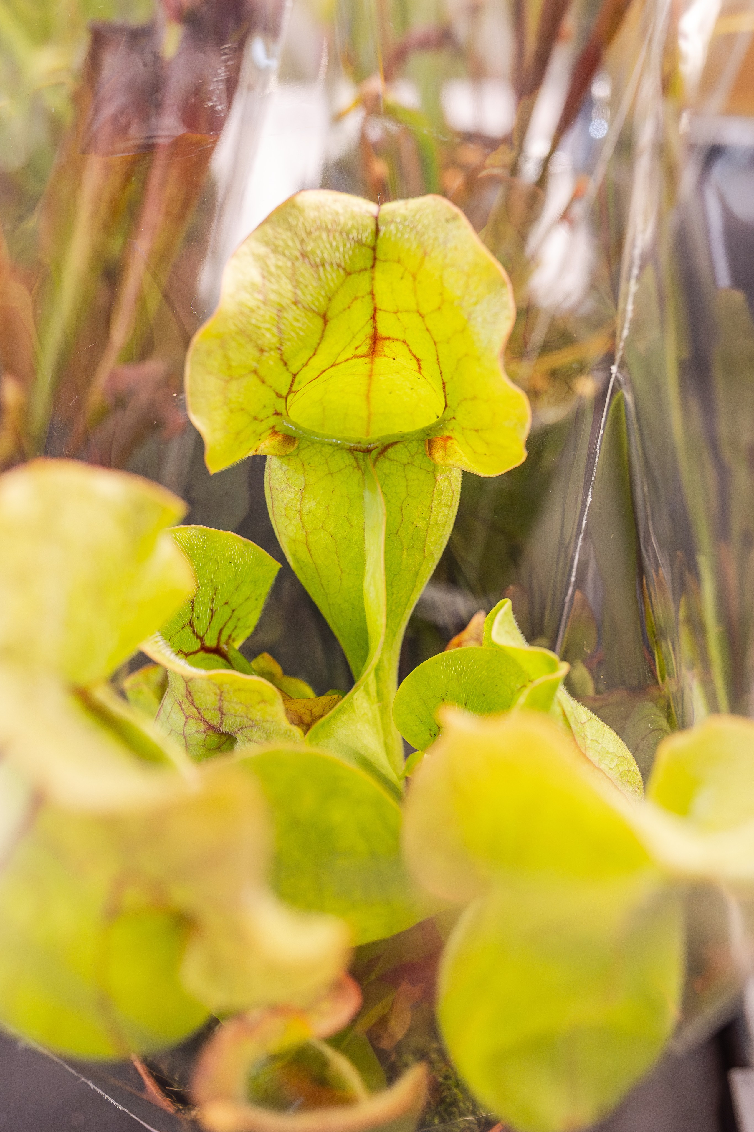 Монстериум апрель 2026. Александра Куликова фотограф, Москва