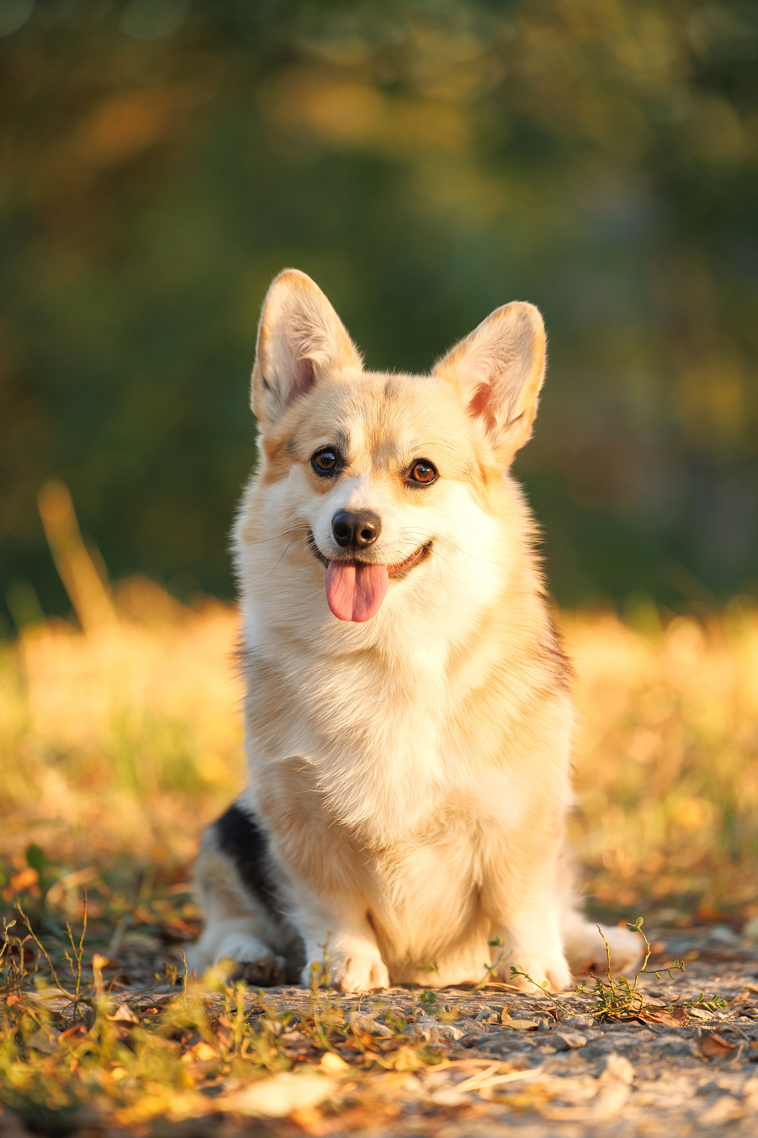Фотограф-анималист и бренд-фотограф в Москве | Фотография собак, людей, бизнес-портрет
