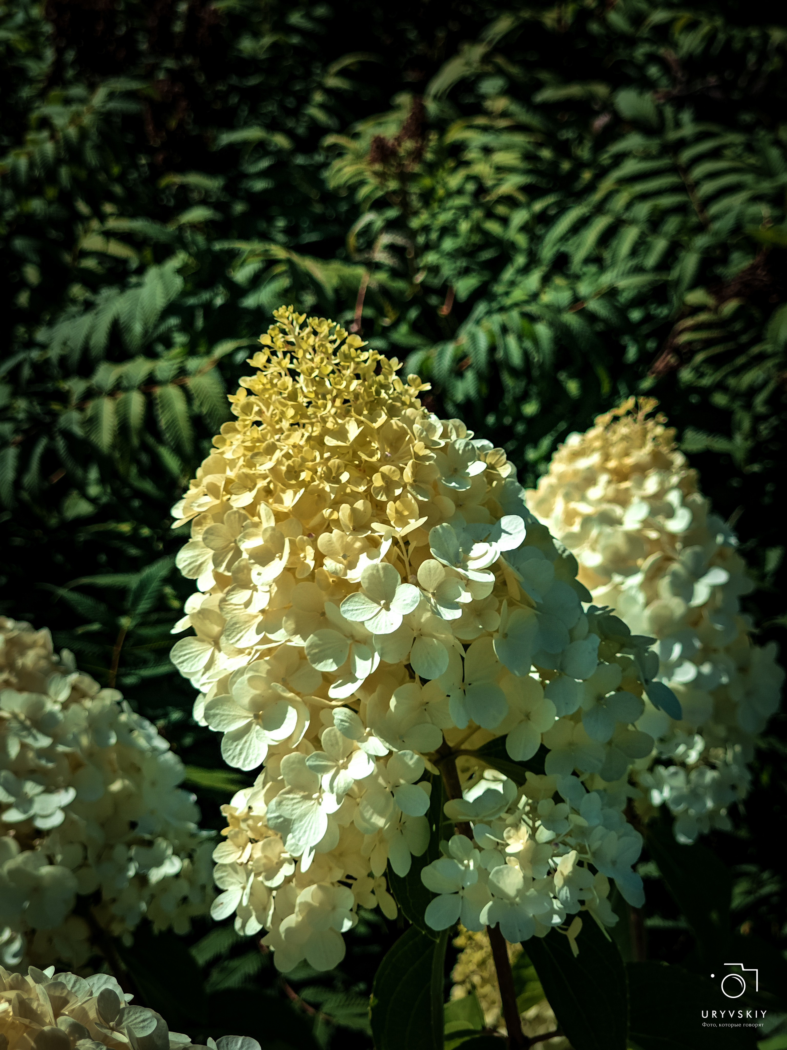 Больничный дворик. Игорь Урывский. Фотограф Красноярск