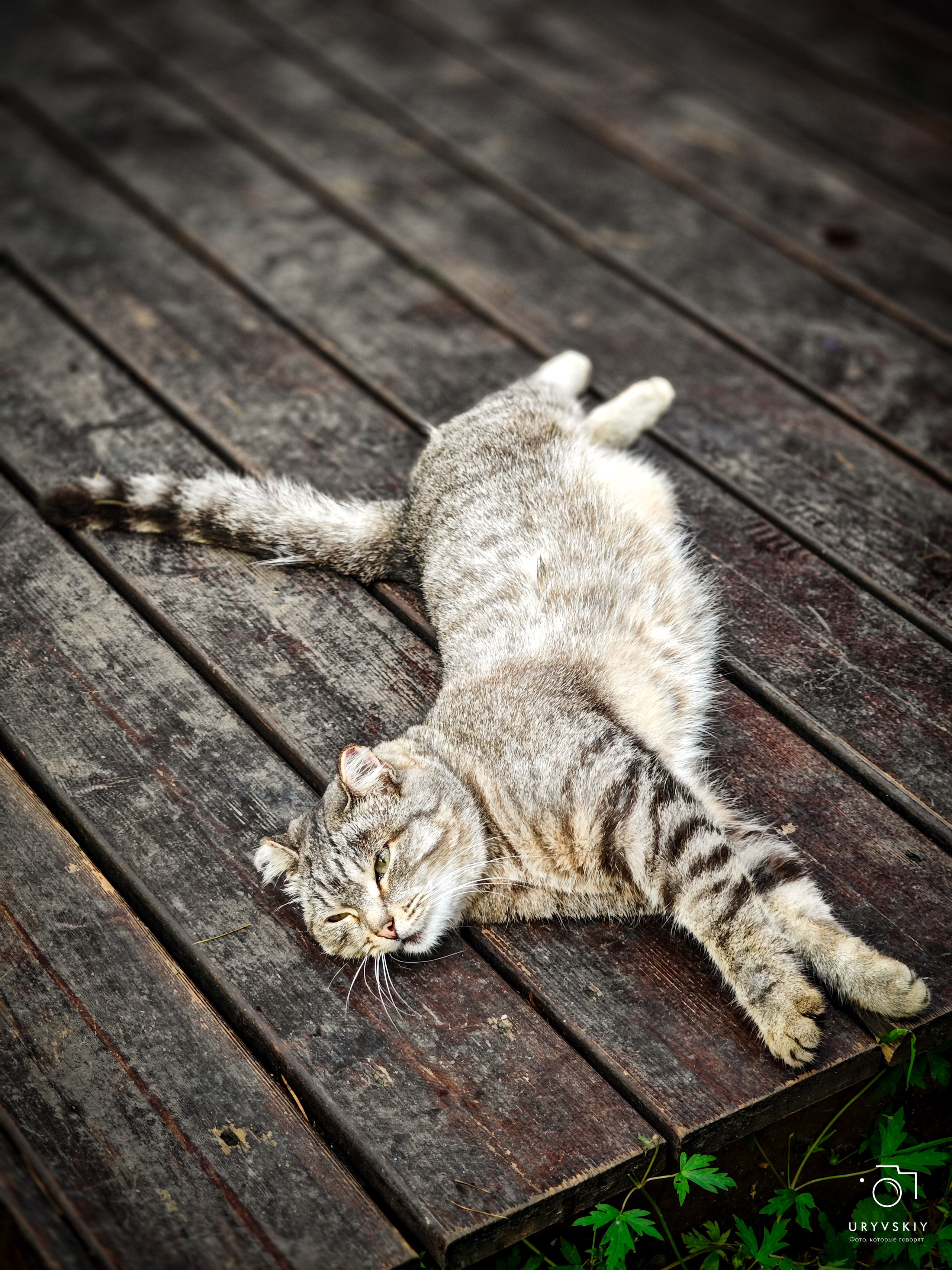 Командор, Хороший. День торговли 2025. Игорь Урывский. Фотограф Красноярск