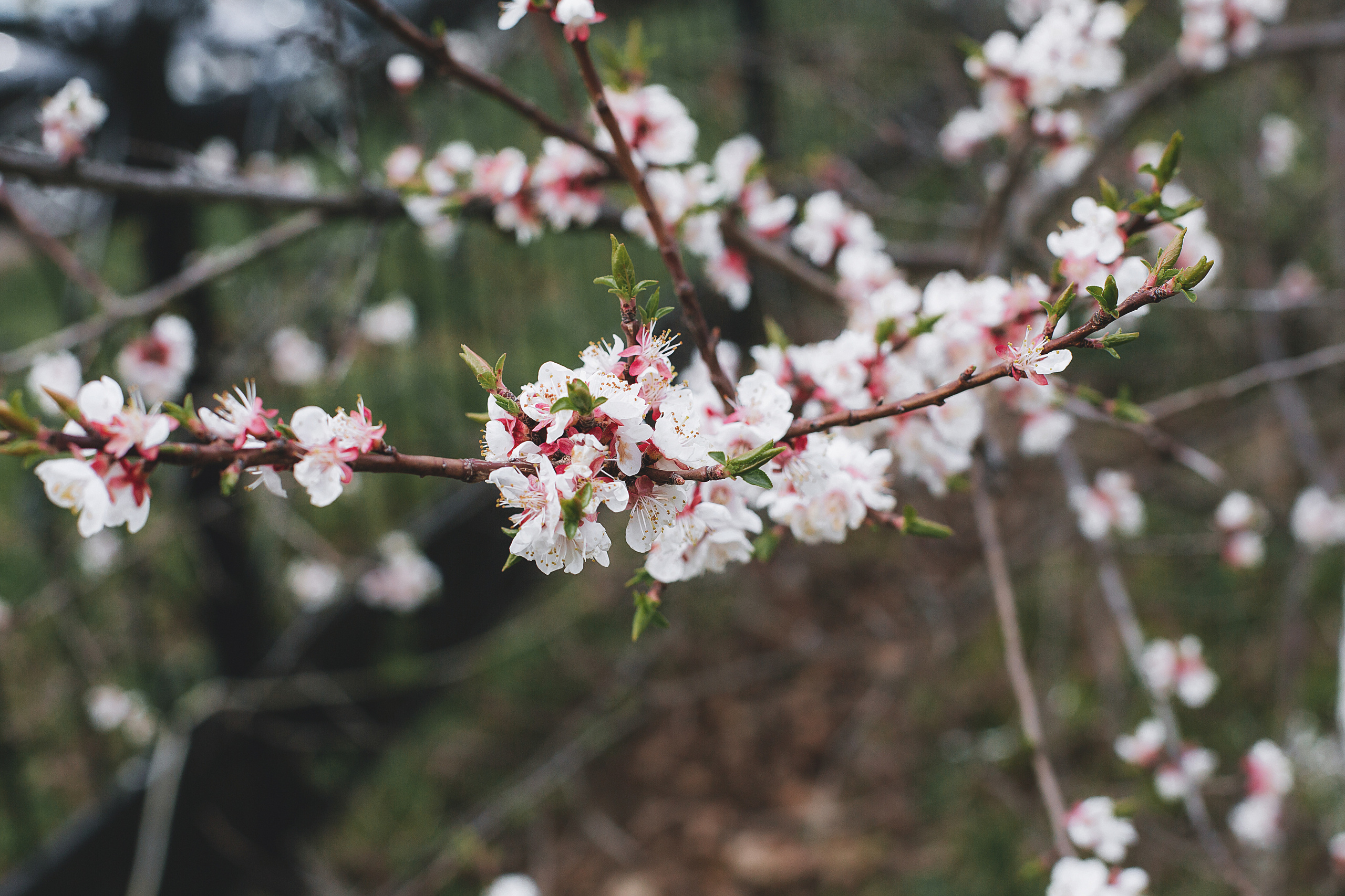 Александр и Майя/09.05.2021. Свадебный, семейный фотограф в Дзержинске, Нижнем Новгороде Наталья Хр