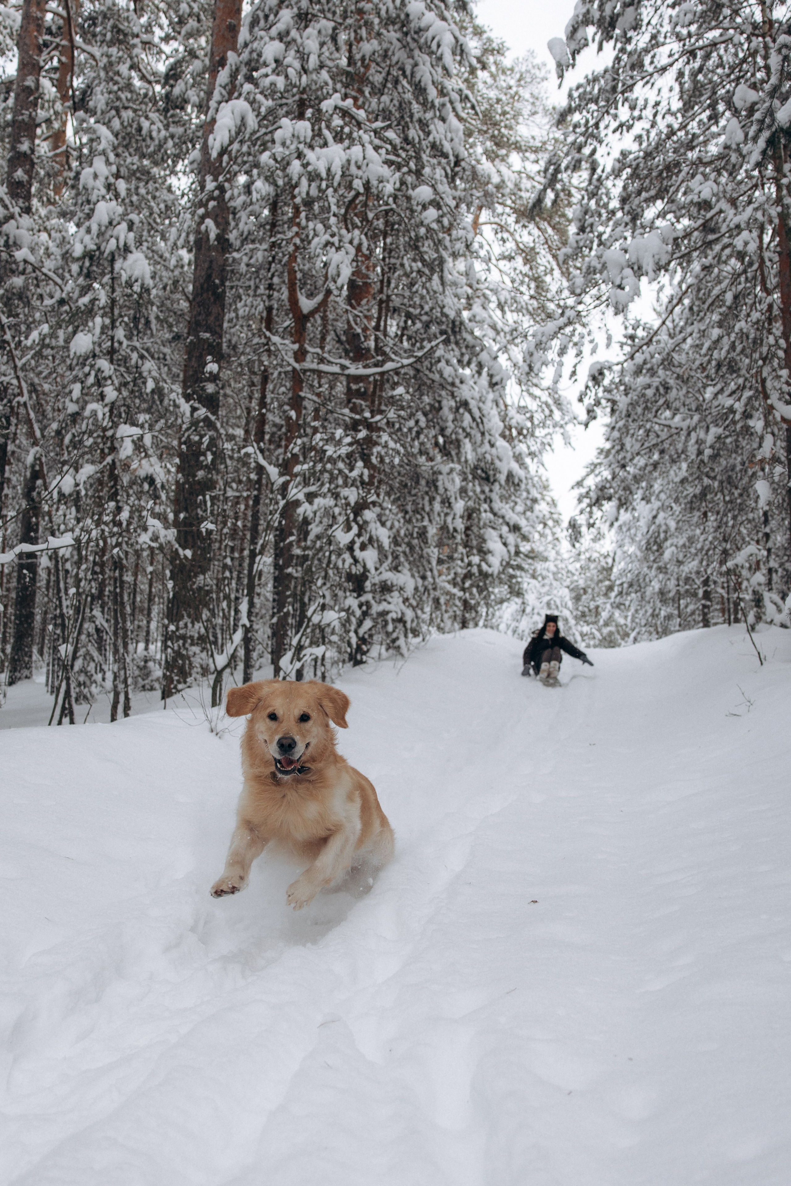 Зимняя история, Света и Чарли. Фотограф анималист в Казани Алина Сулейманова. Фотограф животных