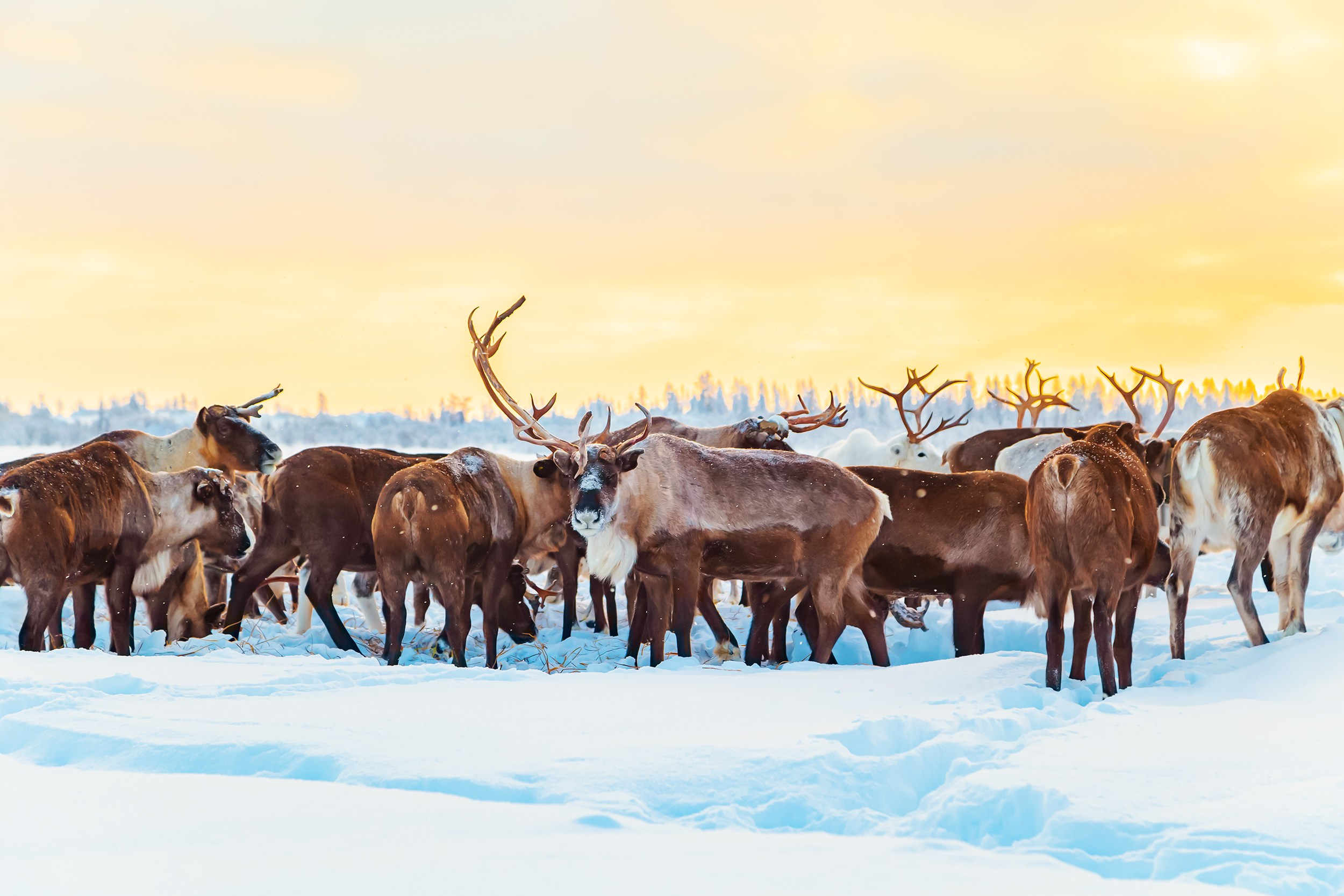 Ненецкий автономный округ. Тревел-фотограф Елизавета Ларионова