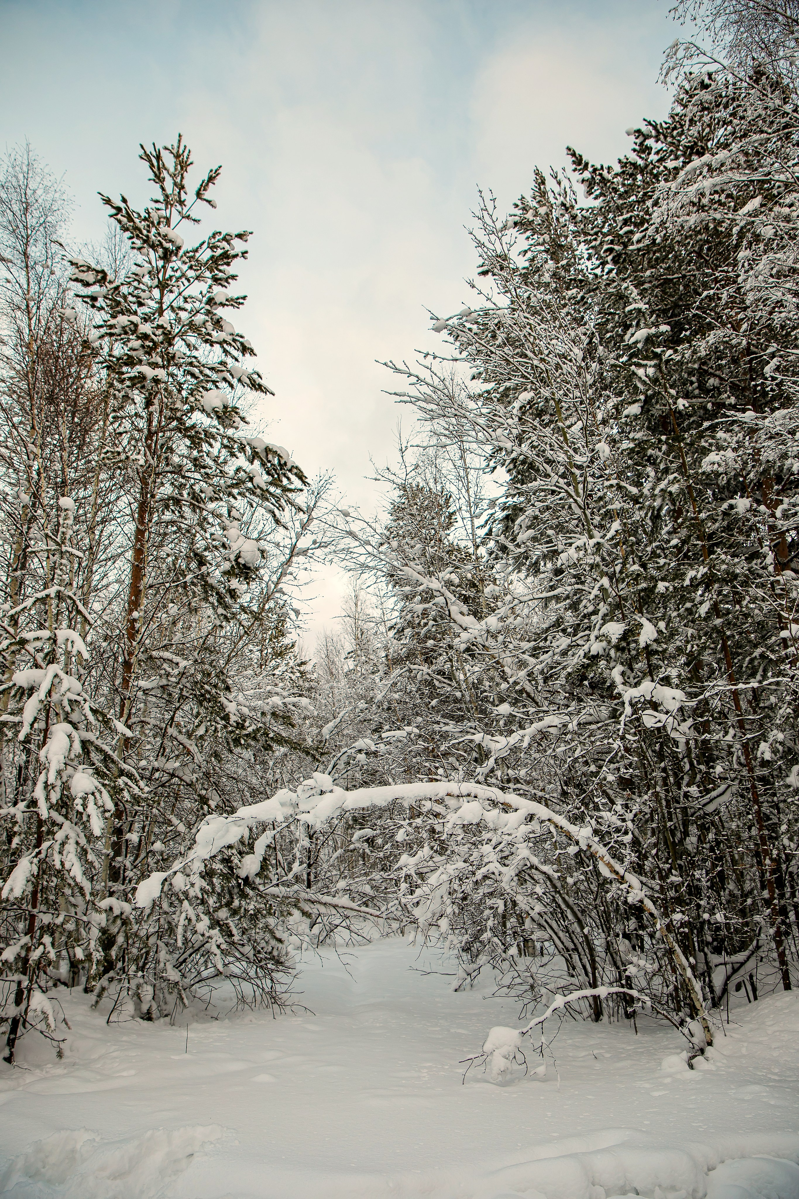 Прогулки по зиме. Фотограф Елена Вишневская (Ушакова) Нефтеюганск, Сургут, Тюмень