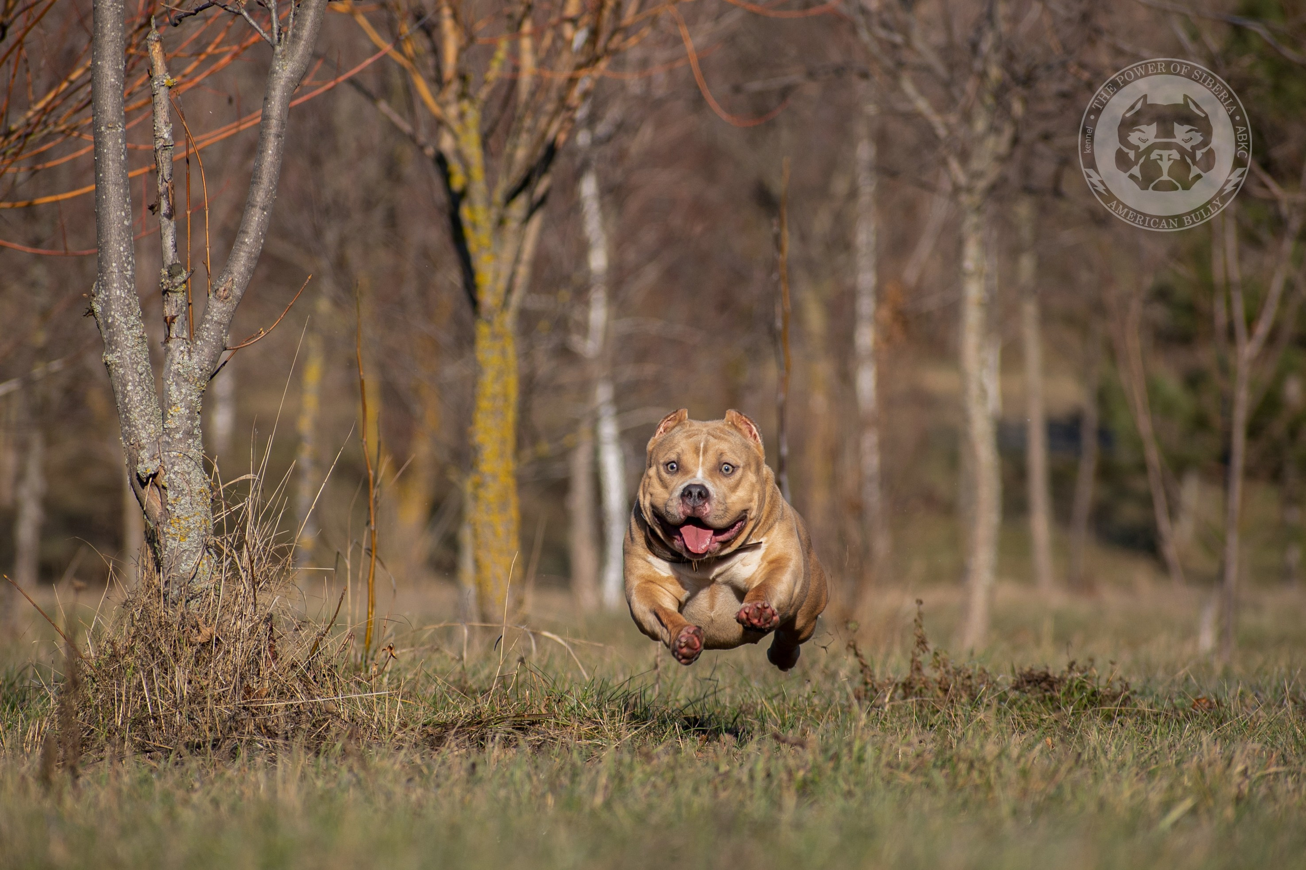 купить щенка Американского булли в Кемерово