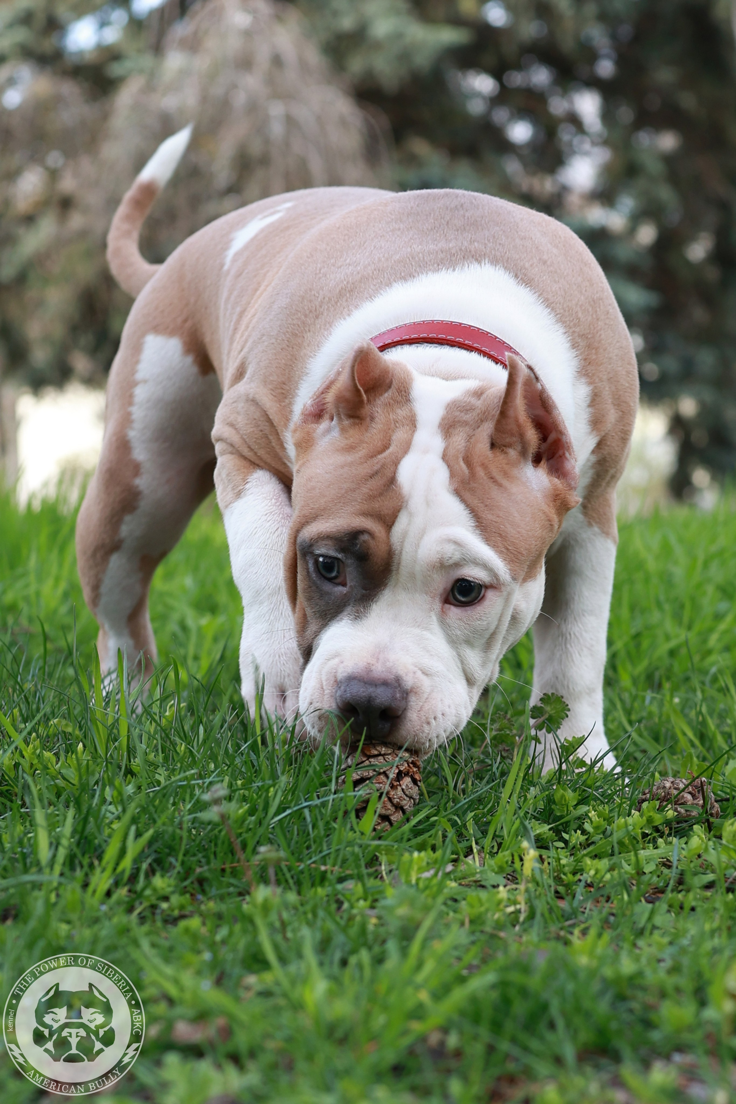 13.12.25-Мия-Турук. Американский Булли в г. Ростов-на-Дону. Питомник THE POWER OF SIBERIA