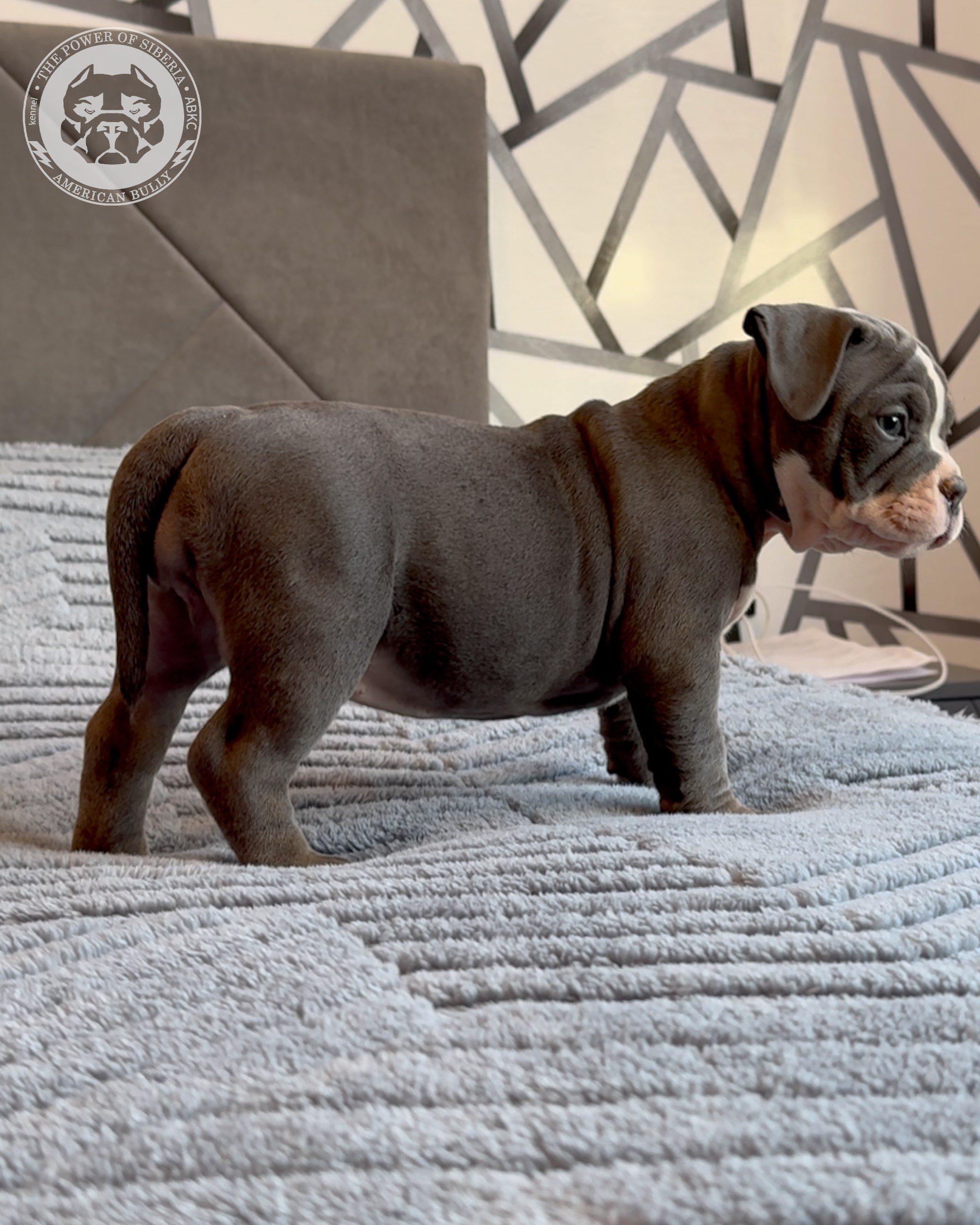 Свободные щенки Американский Булли, в типах покет, классик, стандарт. Американский Булли в г. Ростов-на-Дону. Питомник THE POWER OF SIBERIA