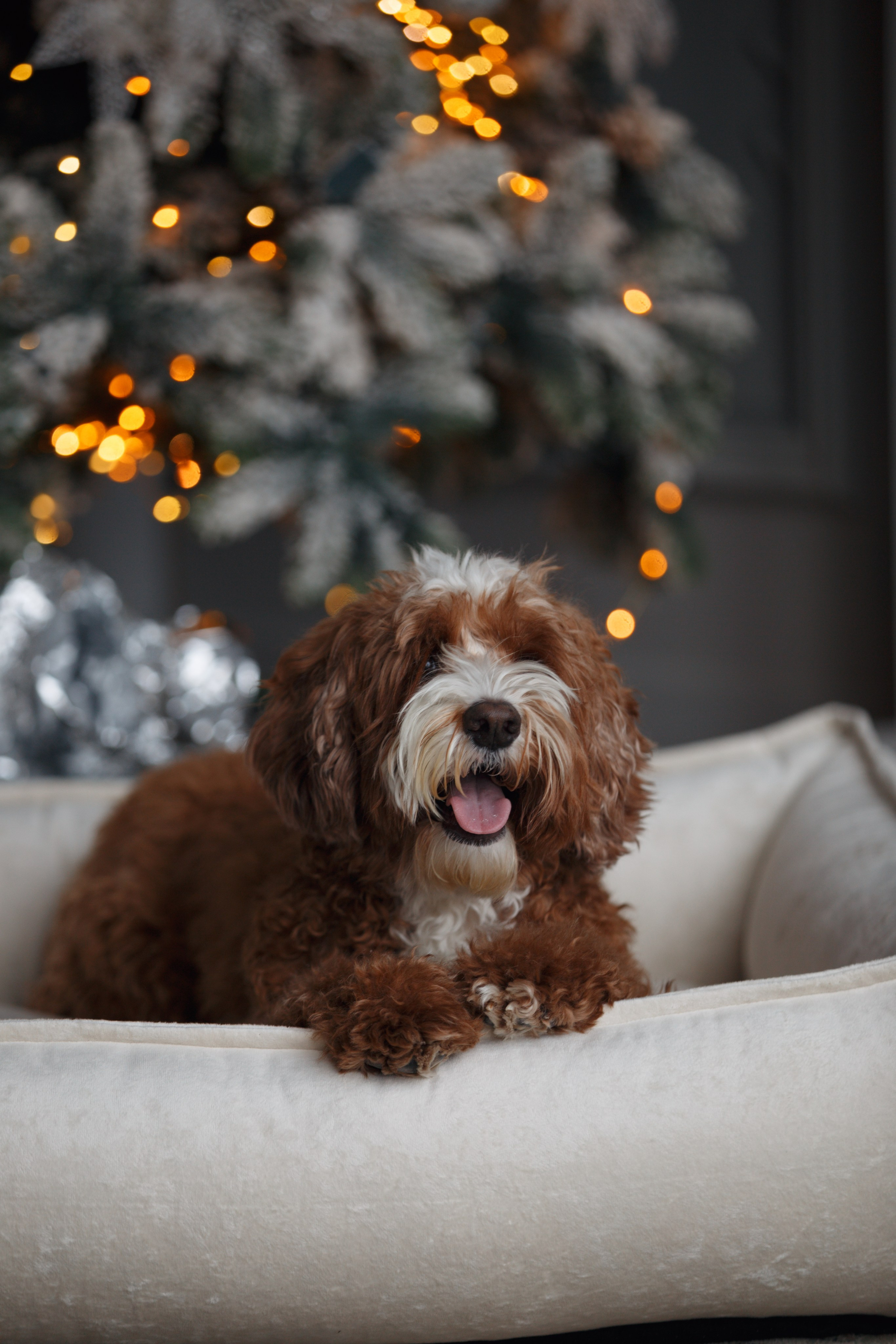 Bmbh лежанки и адресники. Фотограф анималист Кристина Карпова, Москва