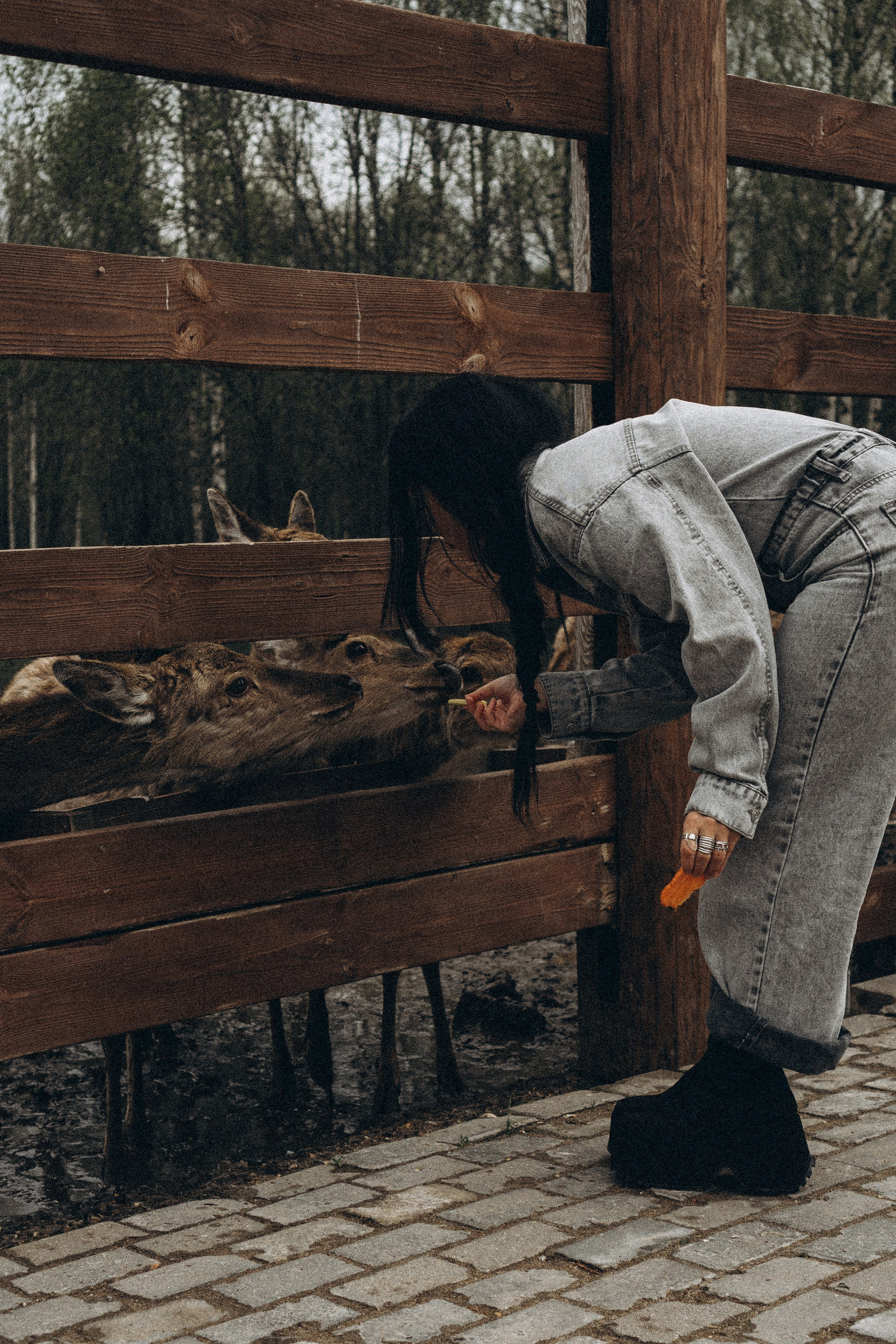 ОЛЕНЬЯ ФЕРМА В ТВЕРИ. Профессиональный фотограф, Санкт-Петербург — Виктория Богомолова