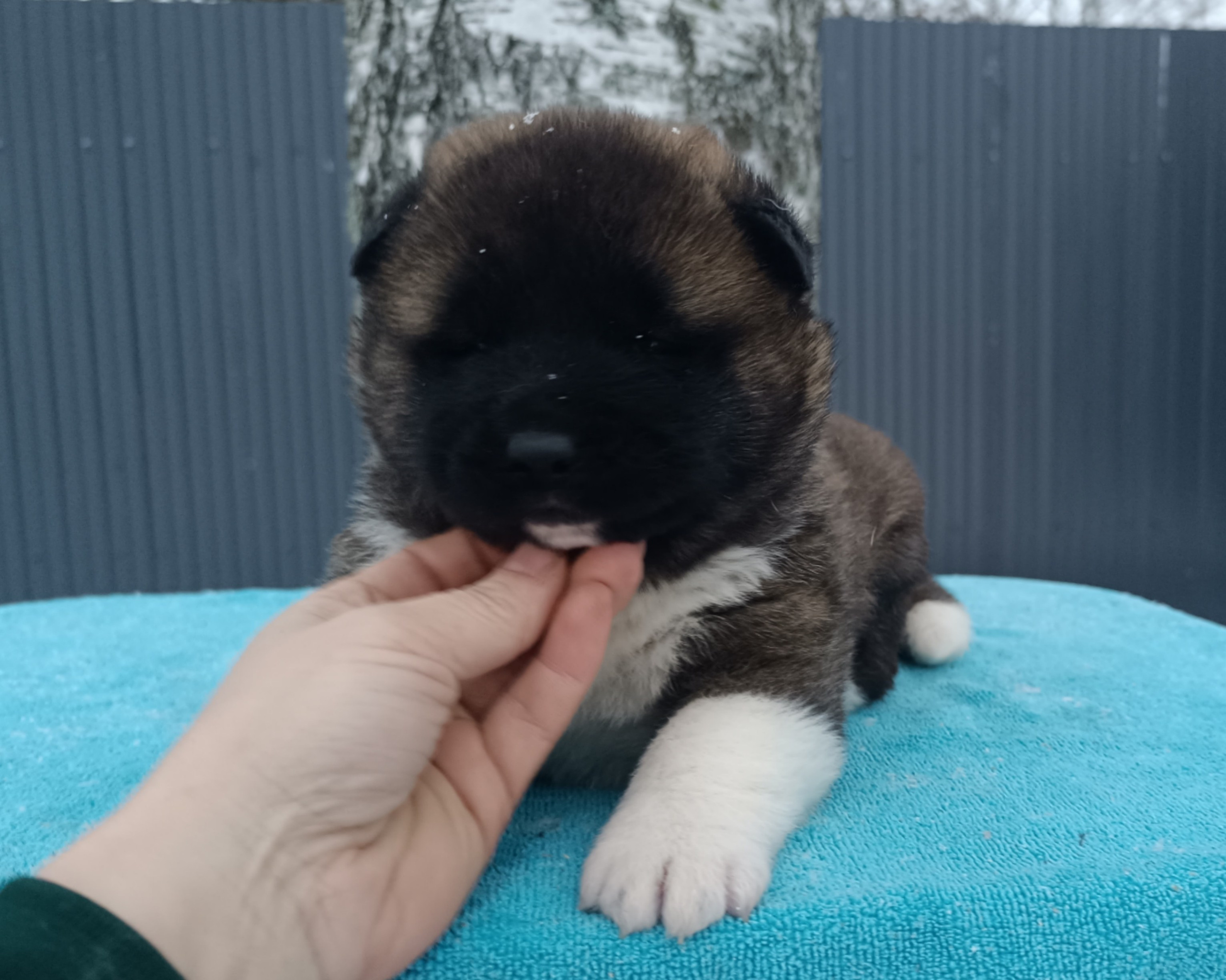 Американская акита  щенки питомник Санкт-Петербург клубные щенки Американская акита питомник RUBYLIGHT Рубилайт купить щенка американской акиты