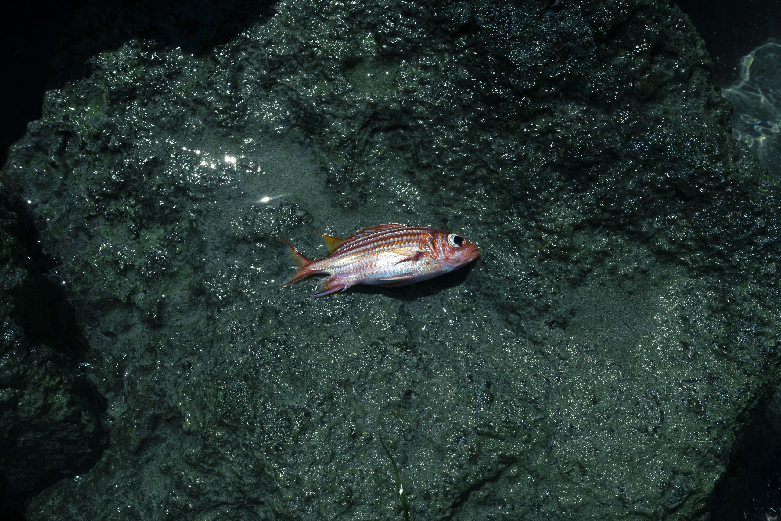 Wandering lights. Alena Ahmadullina