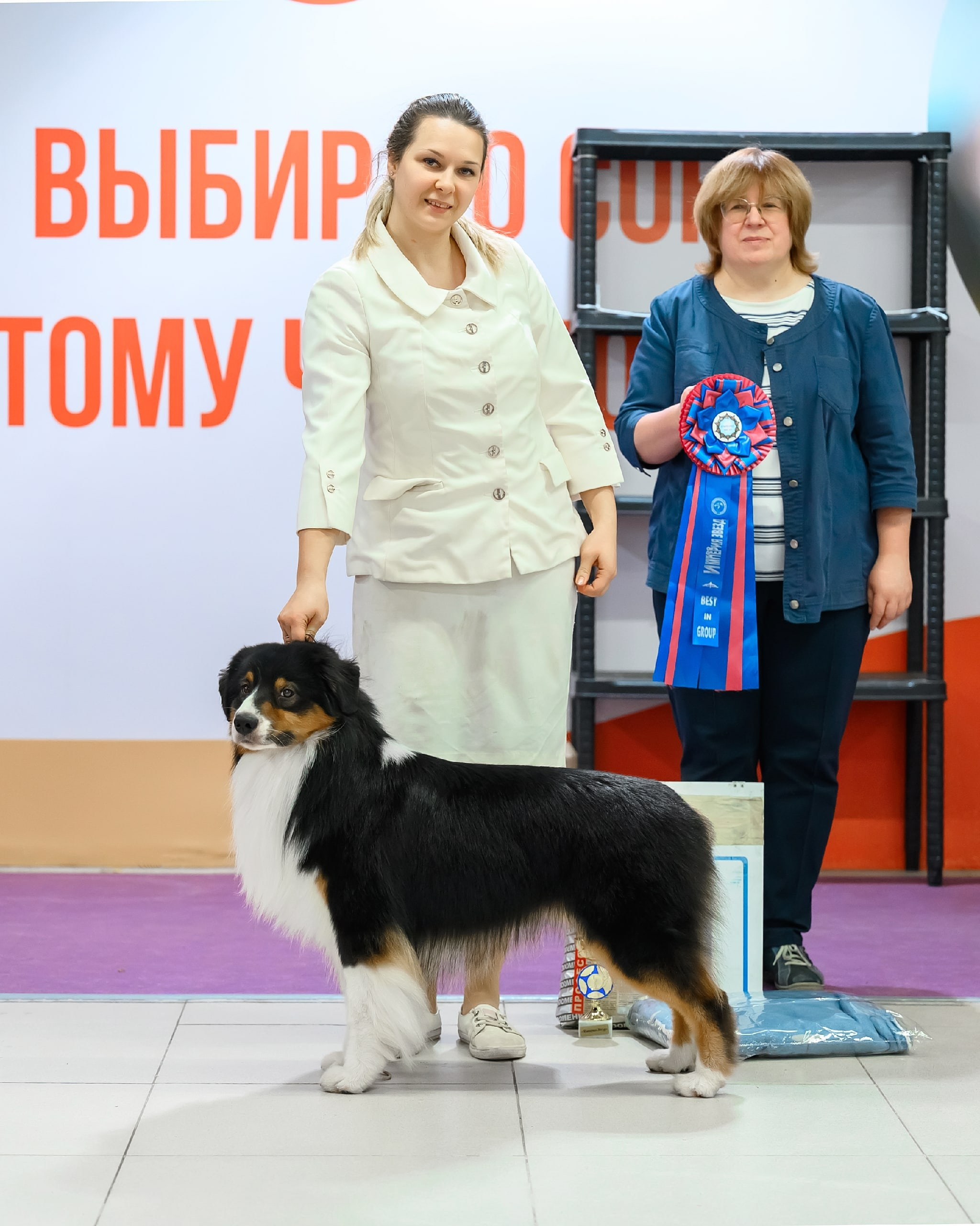 Stellardens Amadeus. Питомник австралийских овчарок в городе Калуга