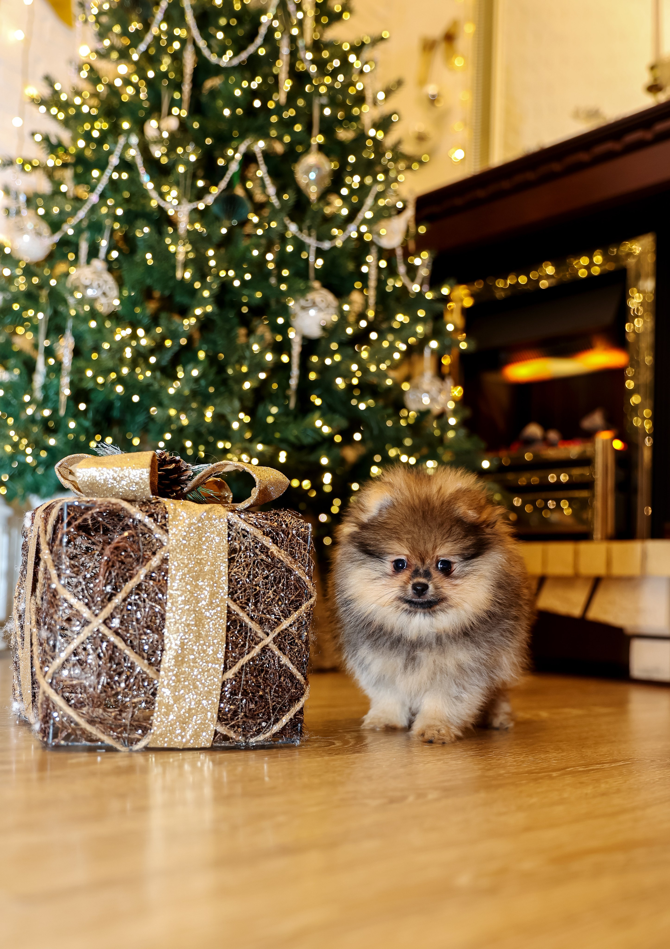 Съемка щенков шпица. Фотограф — Татьяна Кириллова, г. Санкт-Петербург