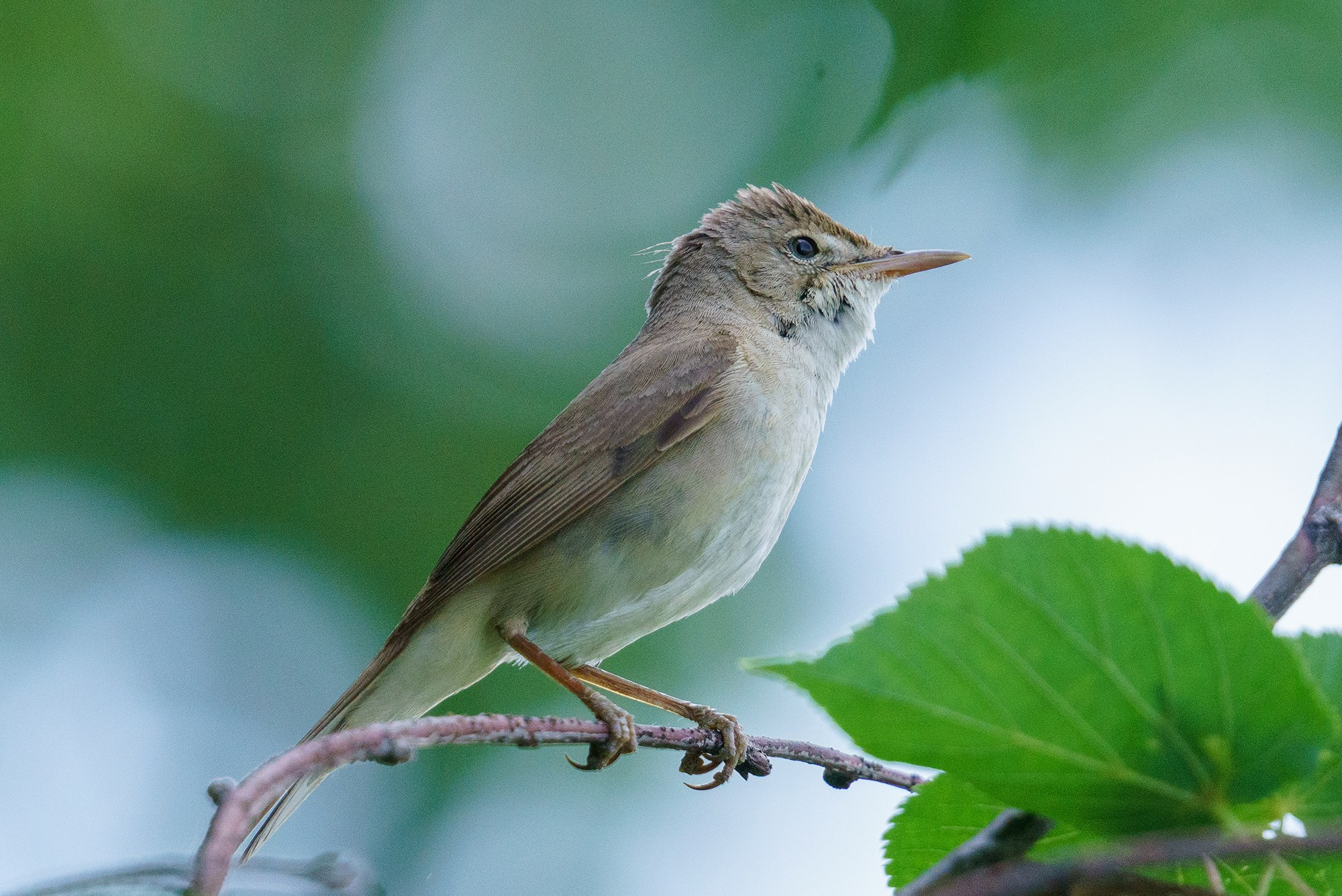 Удивительные мир птиц. Вокруг нас столько прекрасного — присмотритесь!. Ваш личный фотограф Марина Волкова