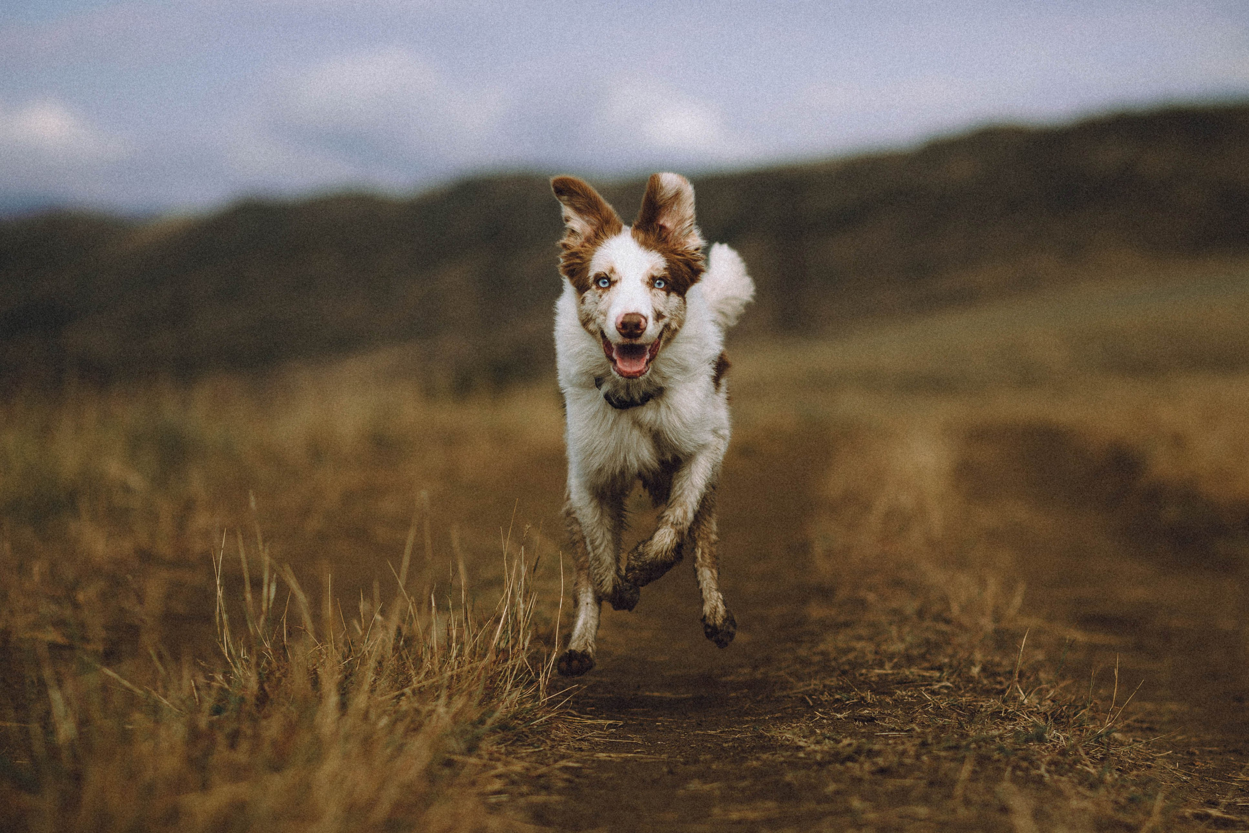 Оля, Саша и Айко
