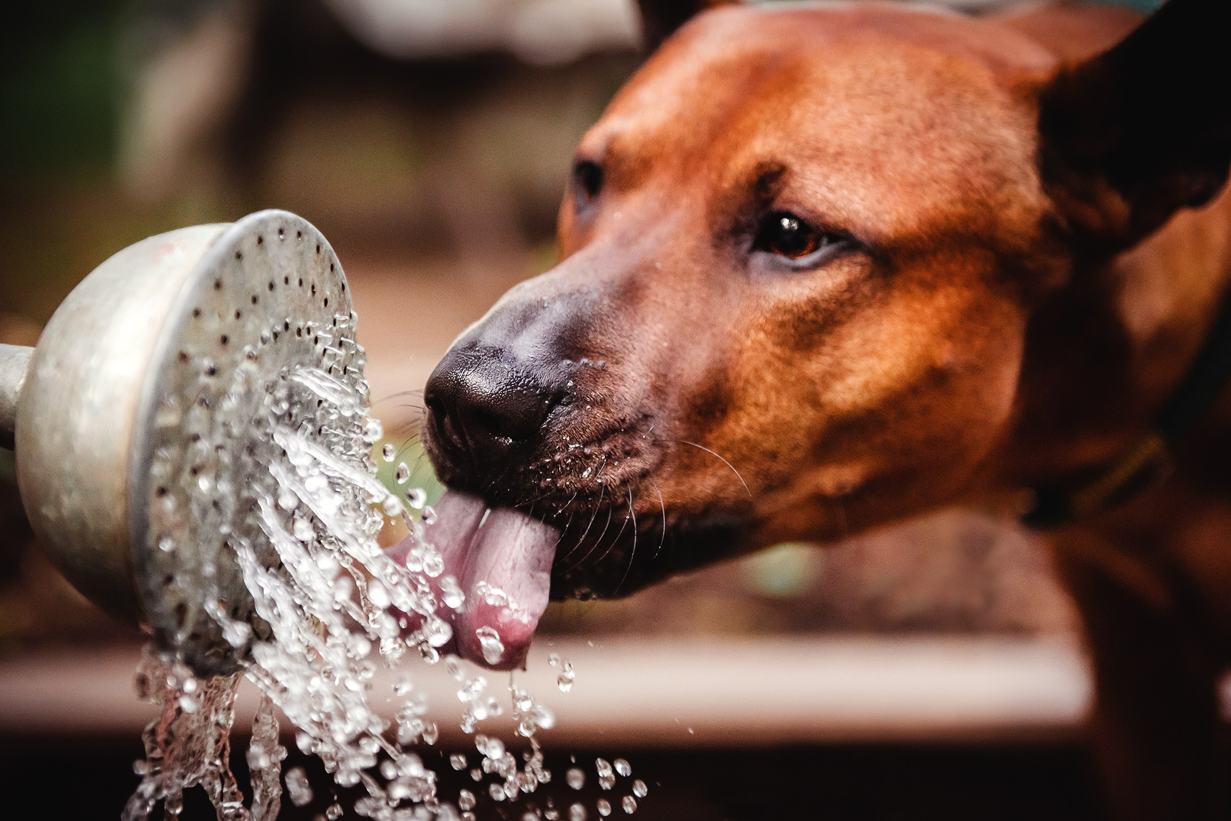 Оксана и Зевс на даче. Семейный Фотограф в Москве Ирина Хохлова