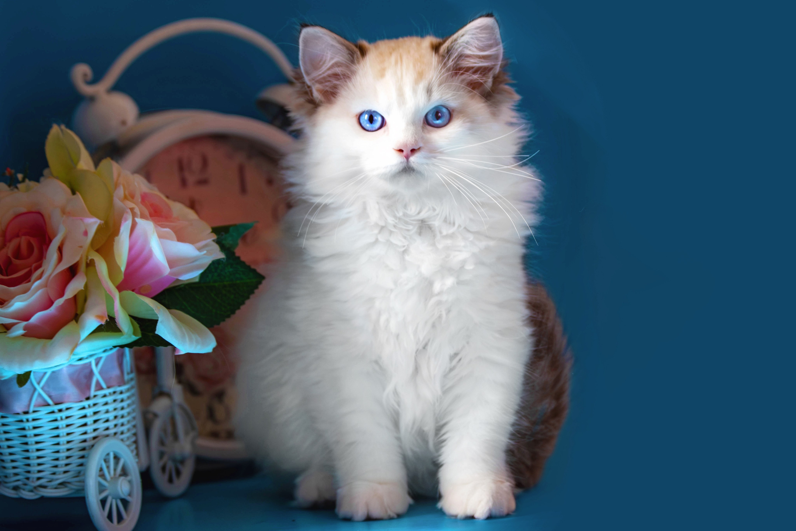 Фотосессия щенков от 7-и дней в стиле ньюборн. Фотограф анималист — Тула, Москва