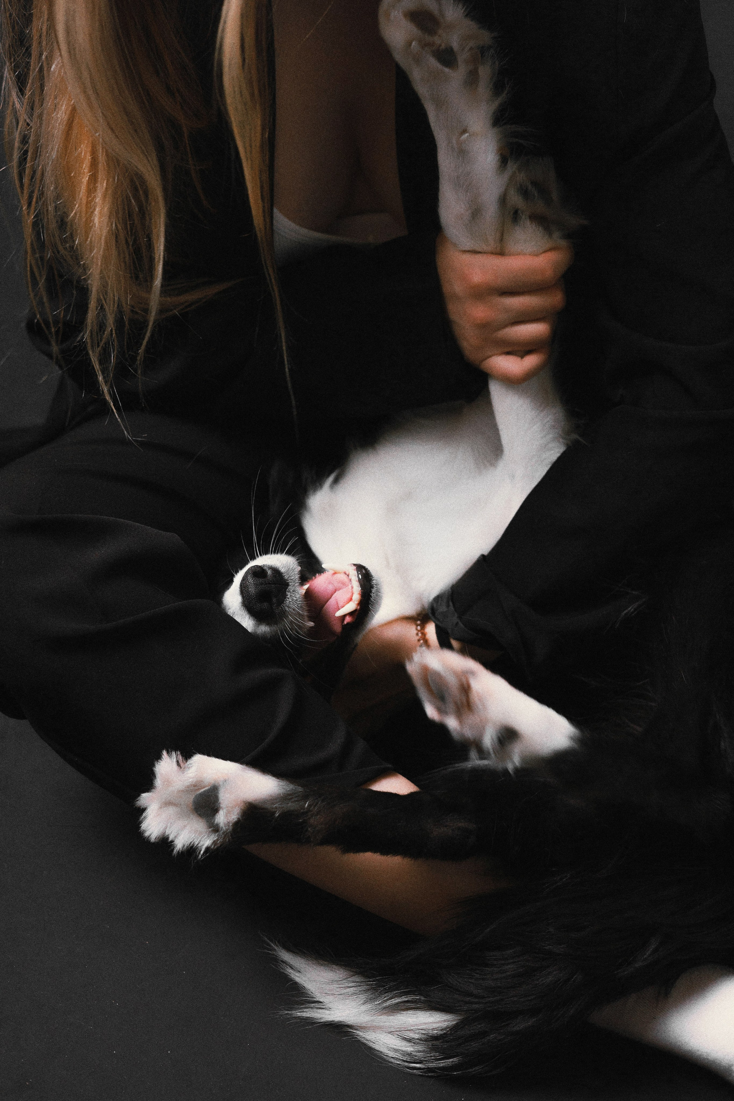 Даша, Дже и Рива. Фотограф-анималист Богданова Полина