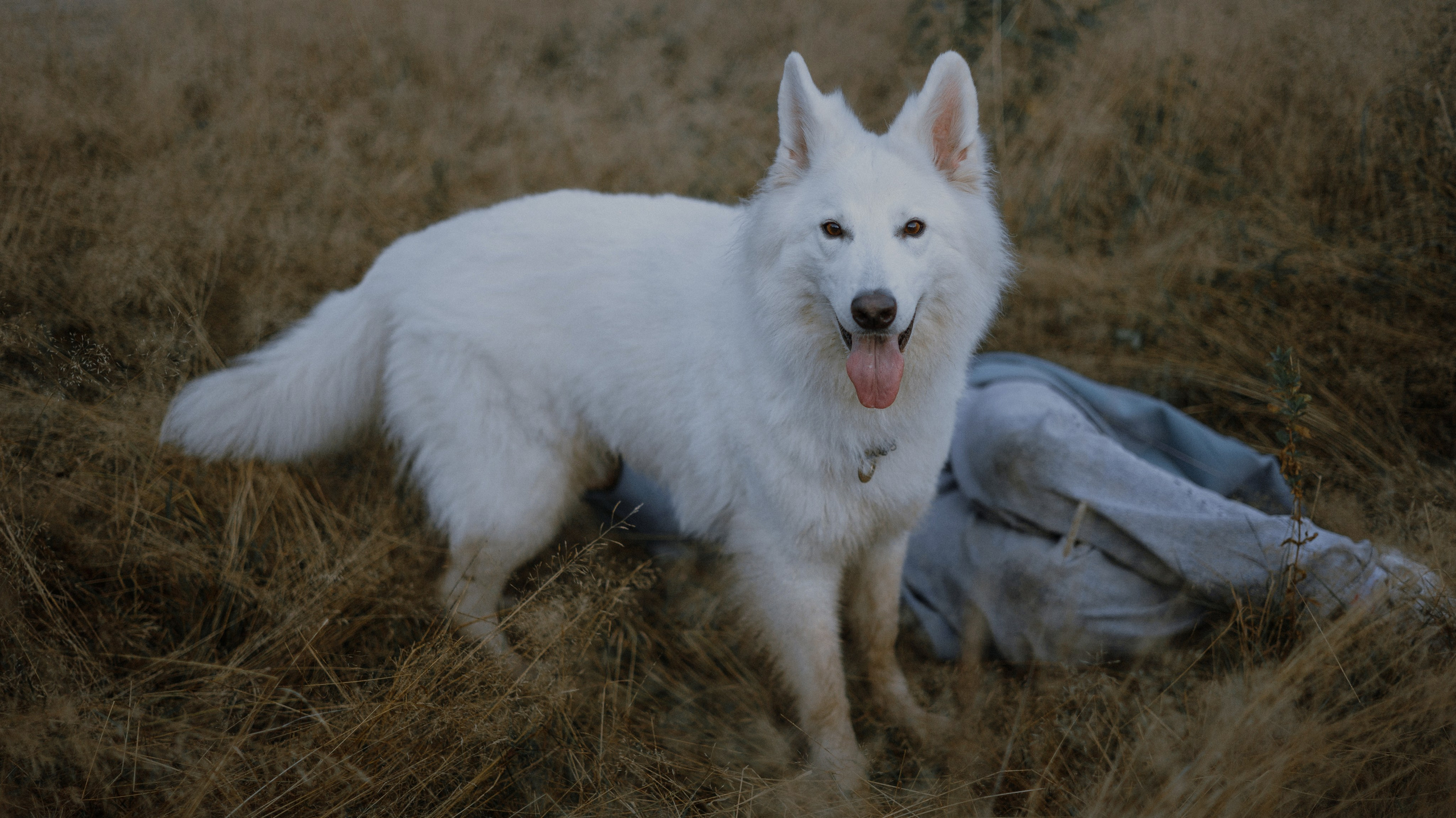 Вика и Уля. Фотограф-анималист Богданова Полина