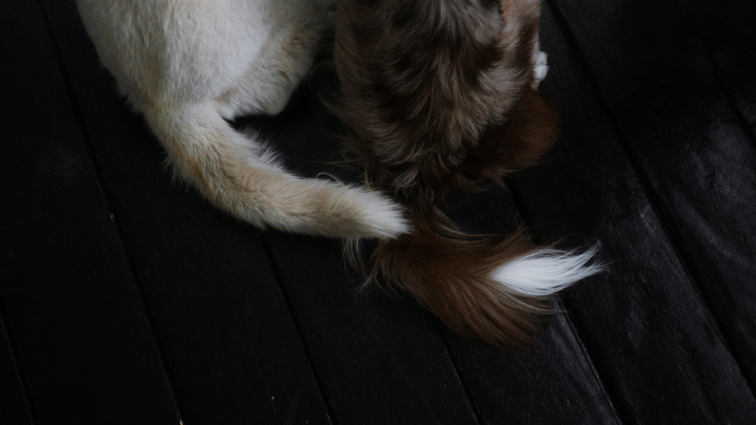 Аня, Дэймон и Грэй. Фотограф-анималист Богданова Полина