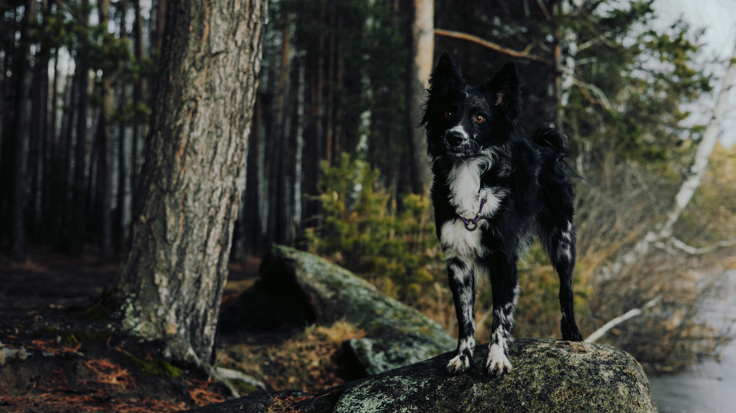 Полина и Сейви. Фотограф-анималист Богданова Полина