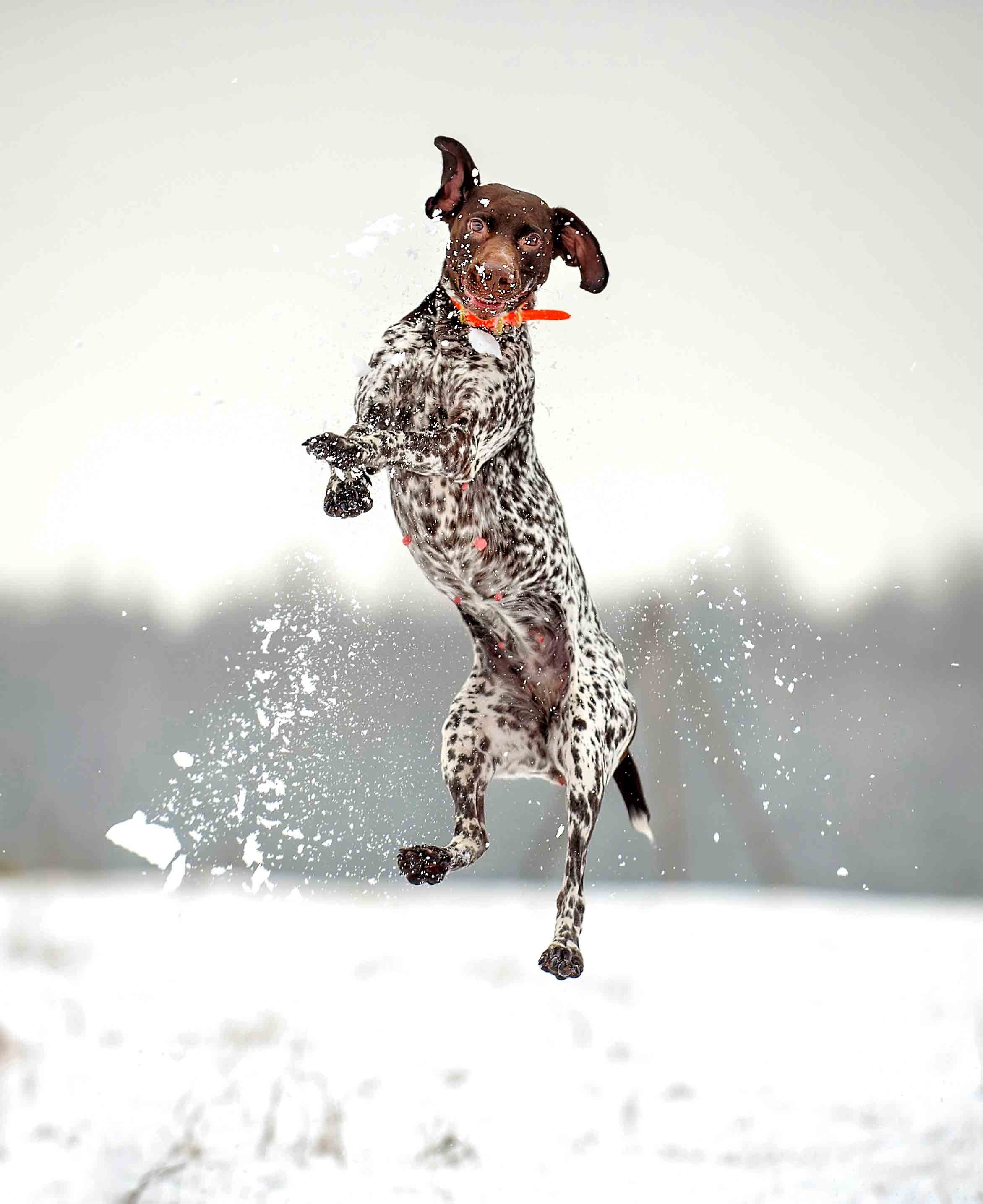 Собаки. Портретная и свадебная фотосъемка. Москва и область