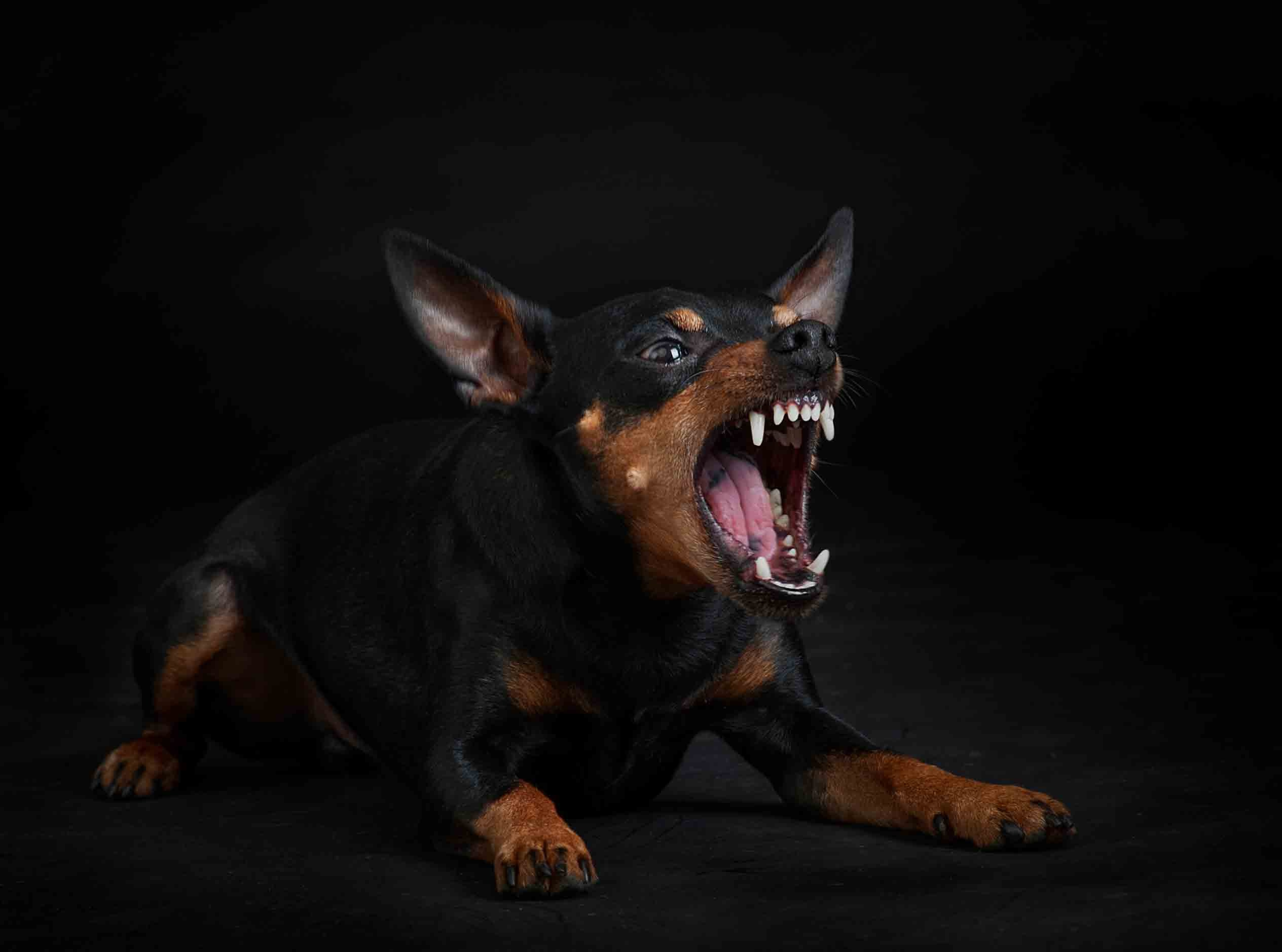 Собаки. Портретная и свадебная фотосъемка. Москва и область