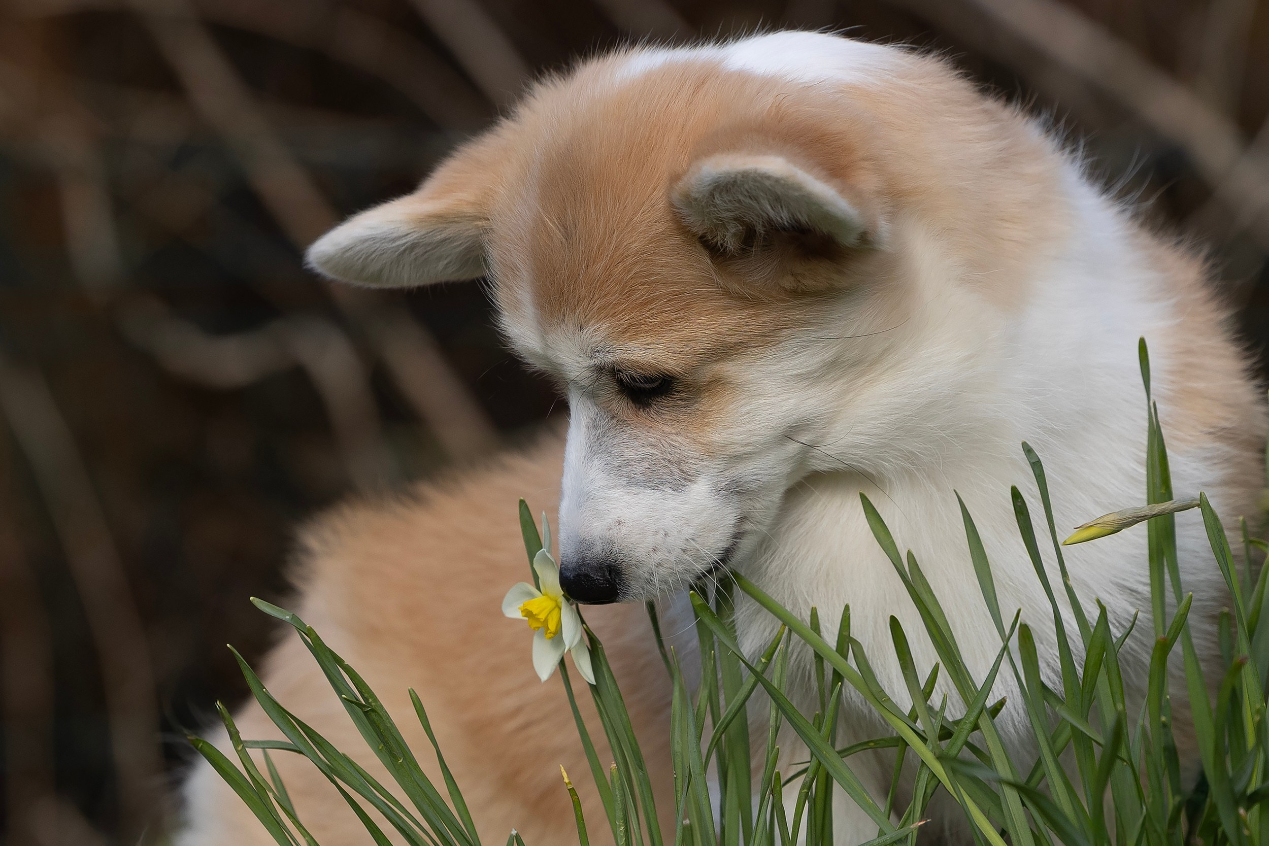 Питомник Mistycor. Мои работы