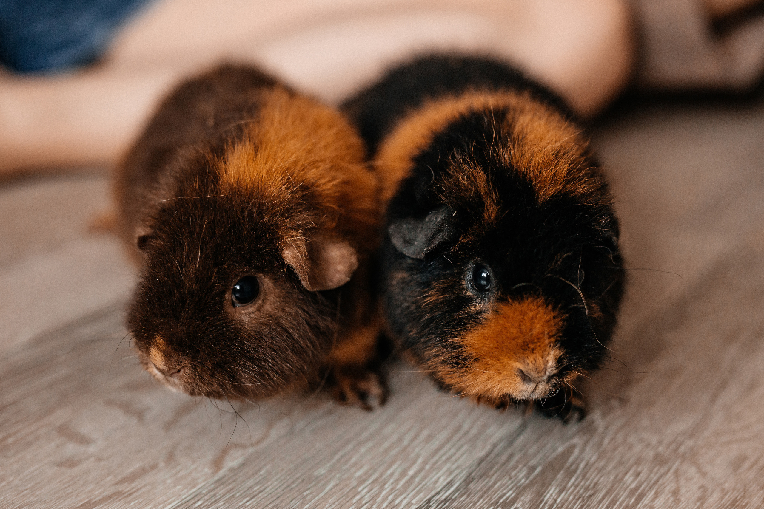 Катя+Дима+Алиса+Джинни. Семейный фотограф в Минске Саша Павлюк