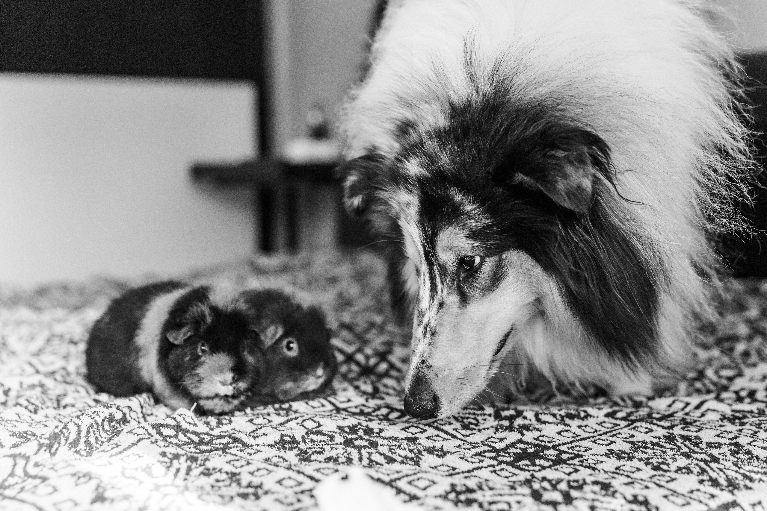 Катя+Дима+Алиса+Джинни. Семейный фотограф в Минске Саша Павлюк