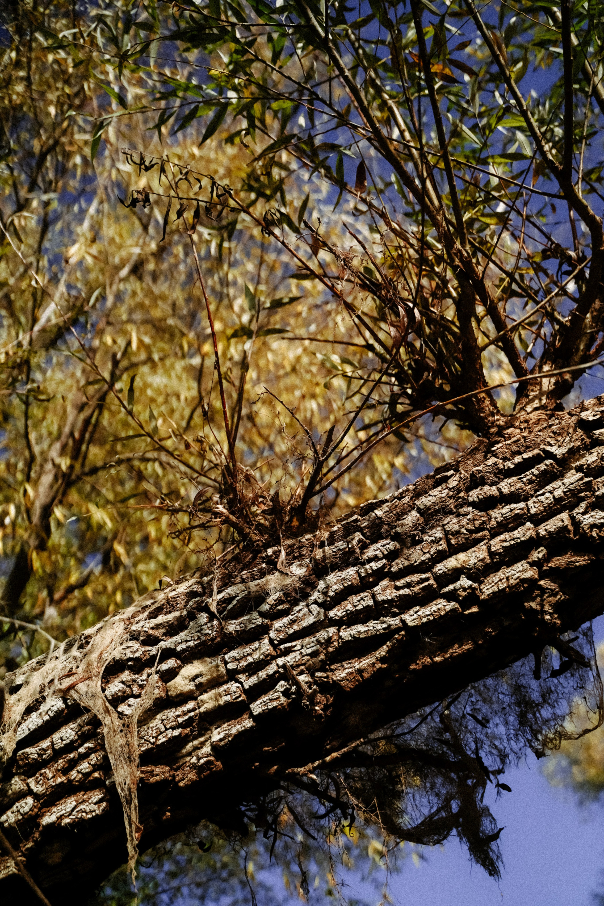 Творчество