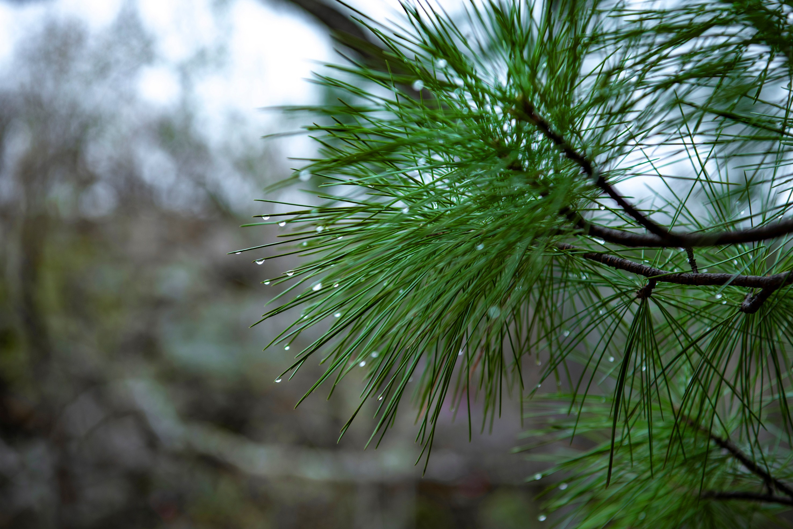 Природа. Команда фотографов Кристины Ивановой